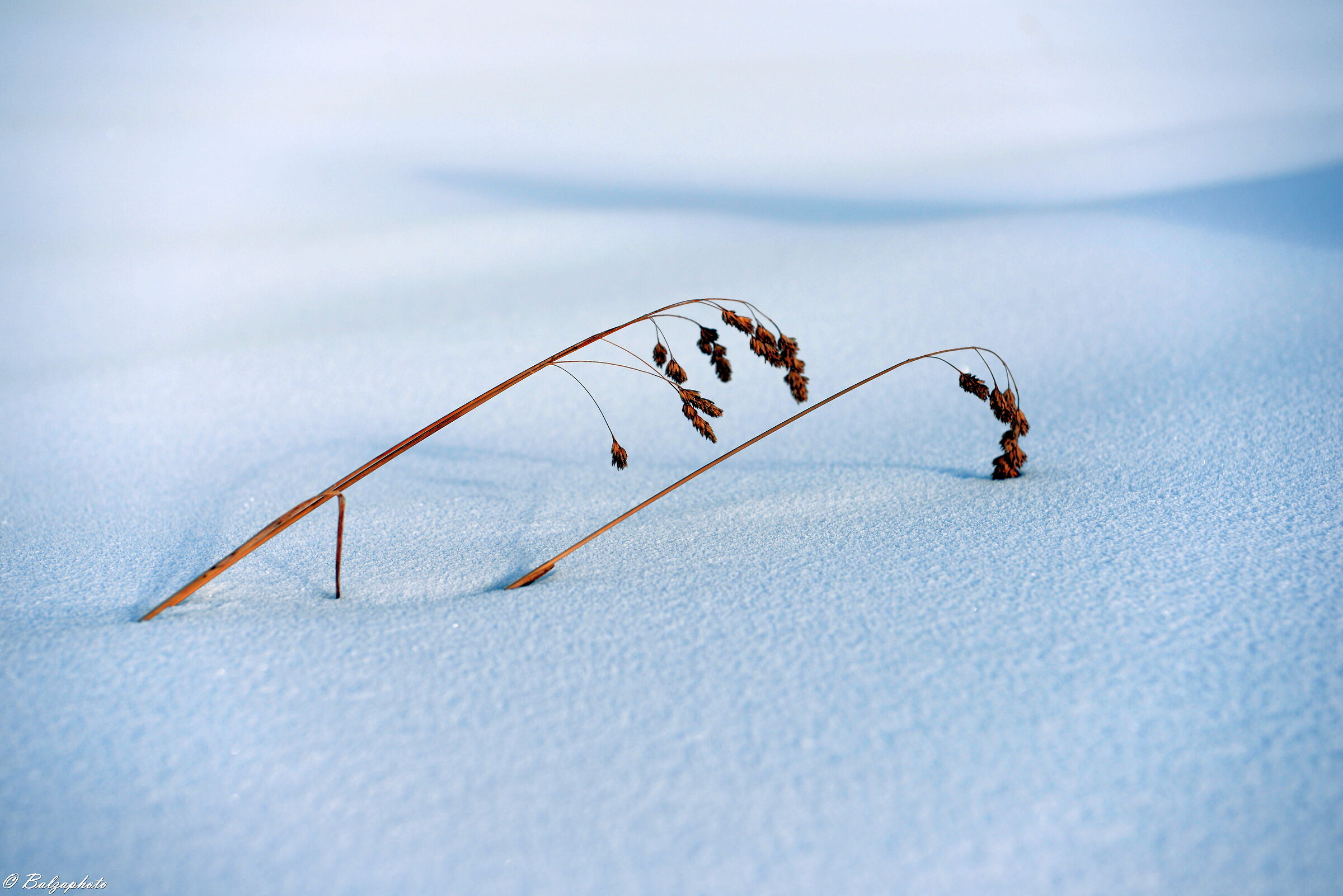 The antersasc pasture October but full winter