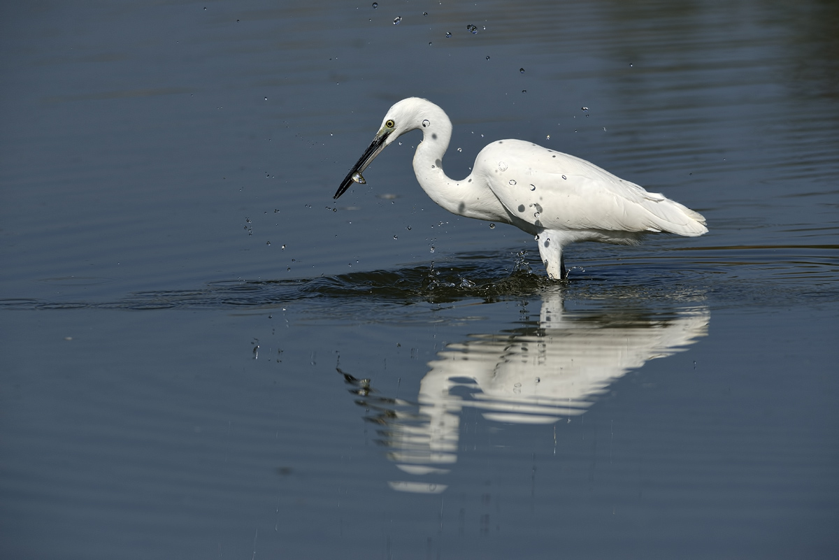 Egret