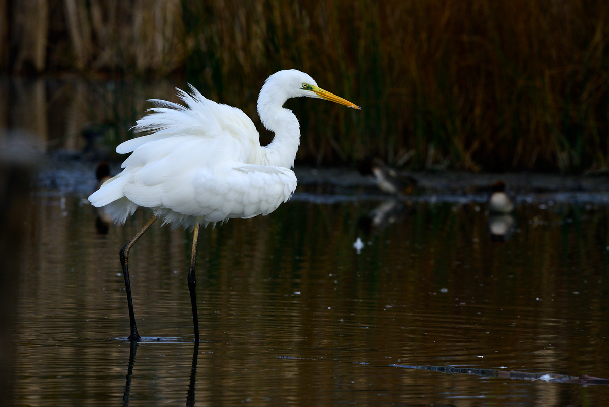 Egret