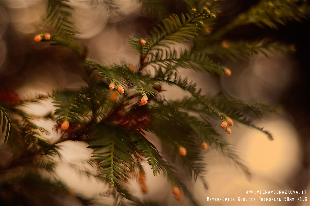 Tra i rami invernali