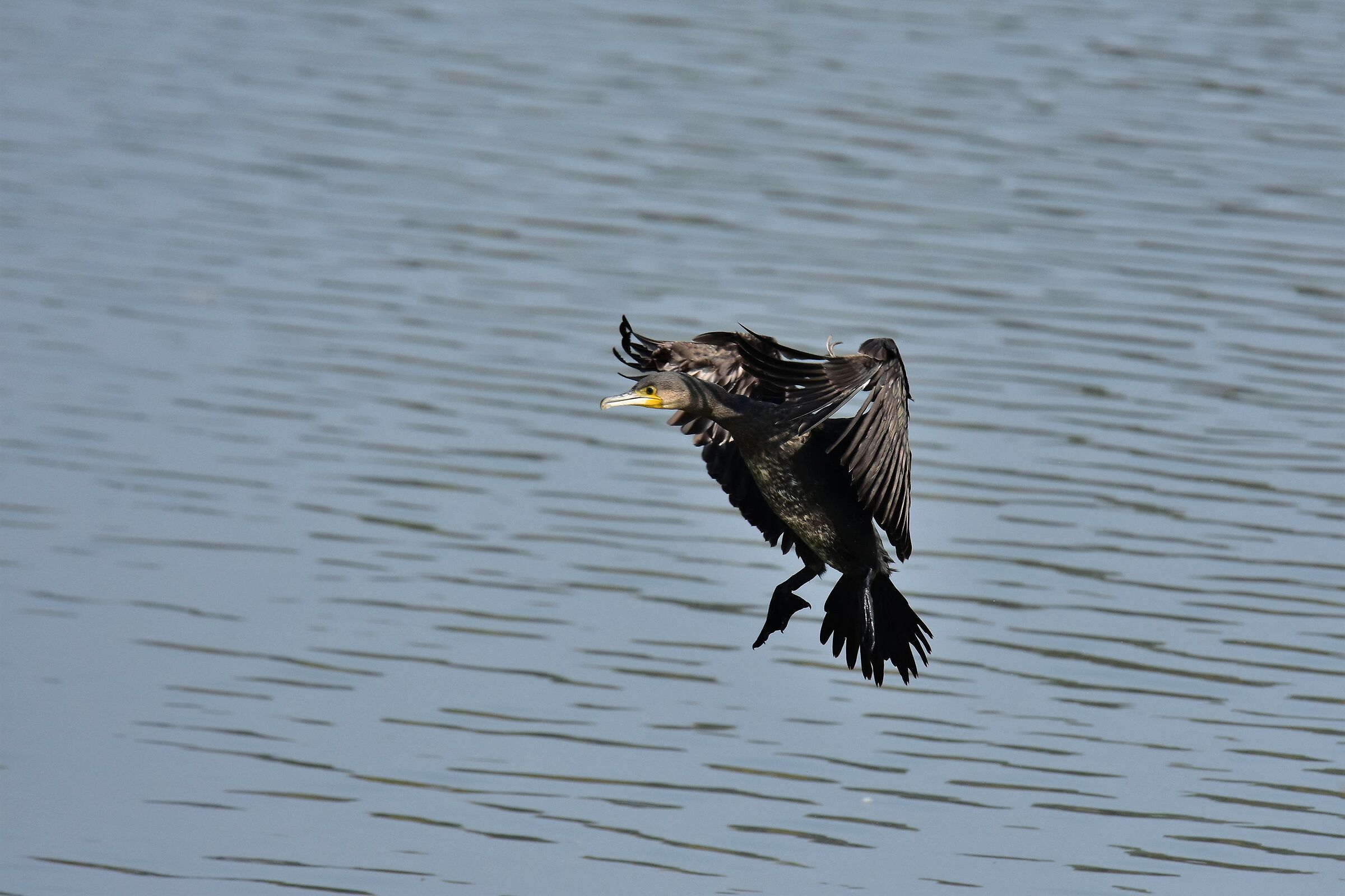 Concentrazione e Mira!