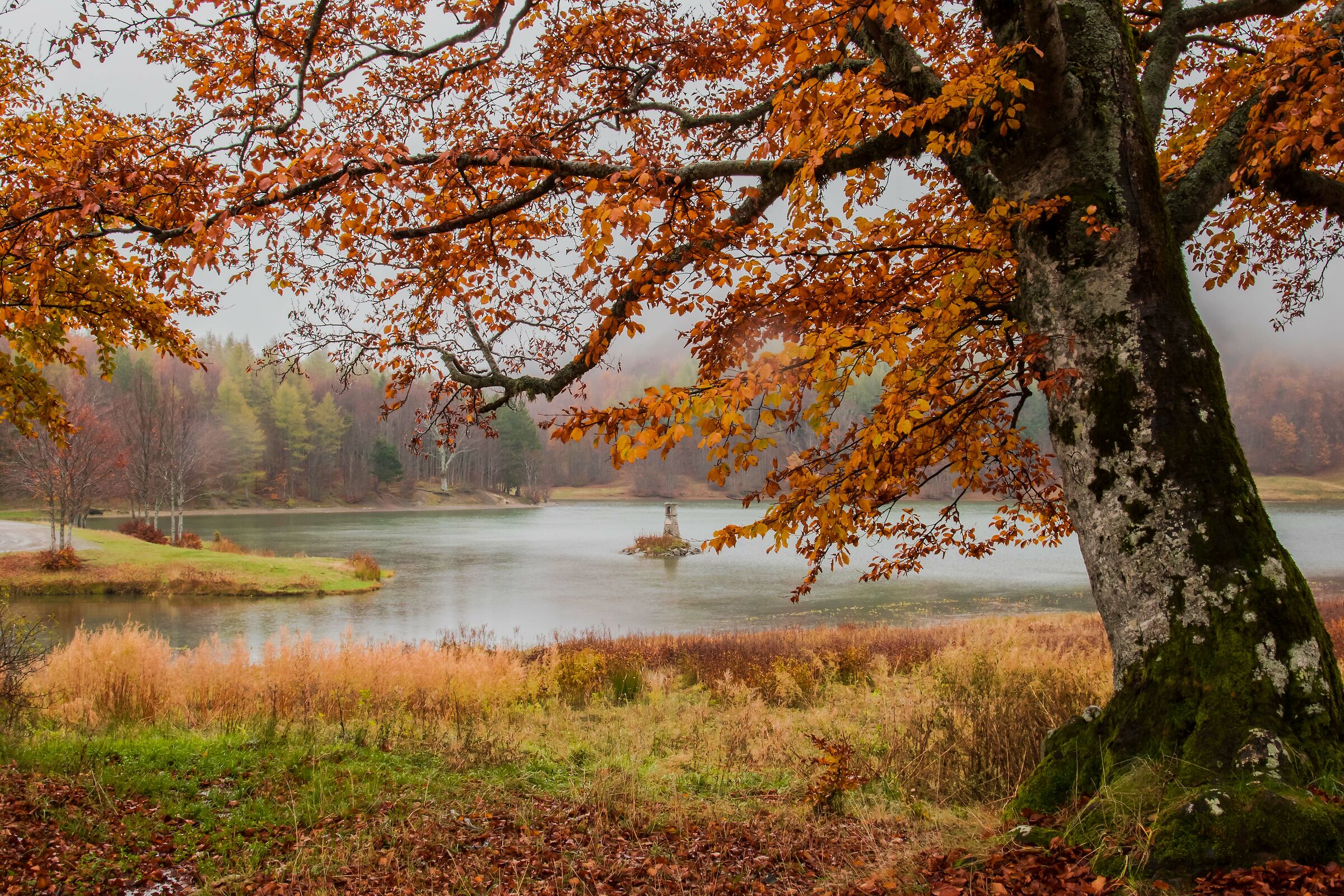 Il faggio del Lago Calamone