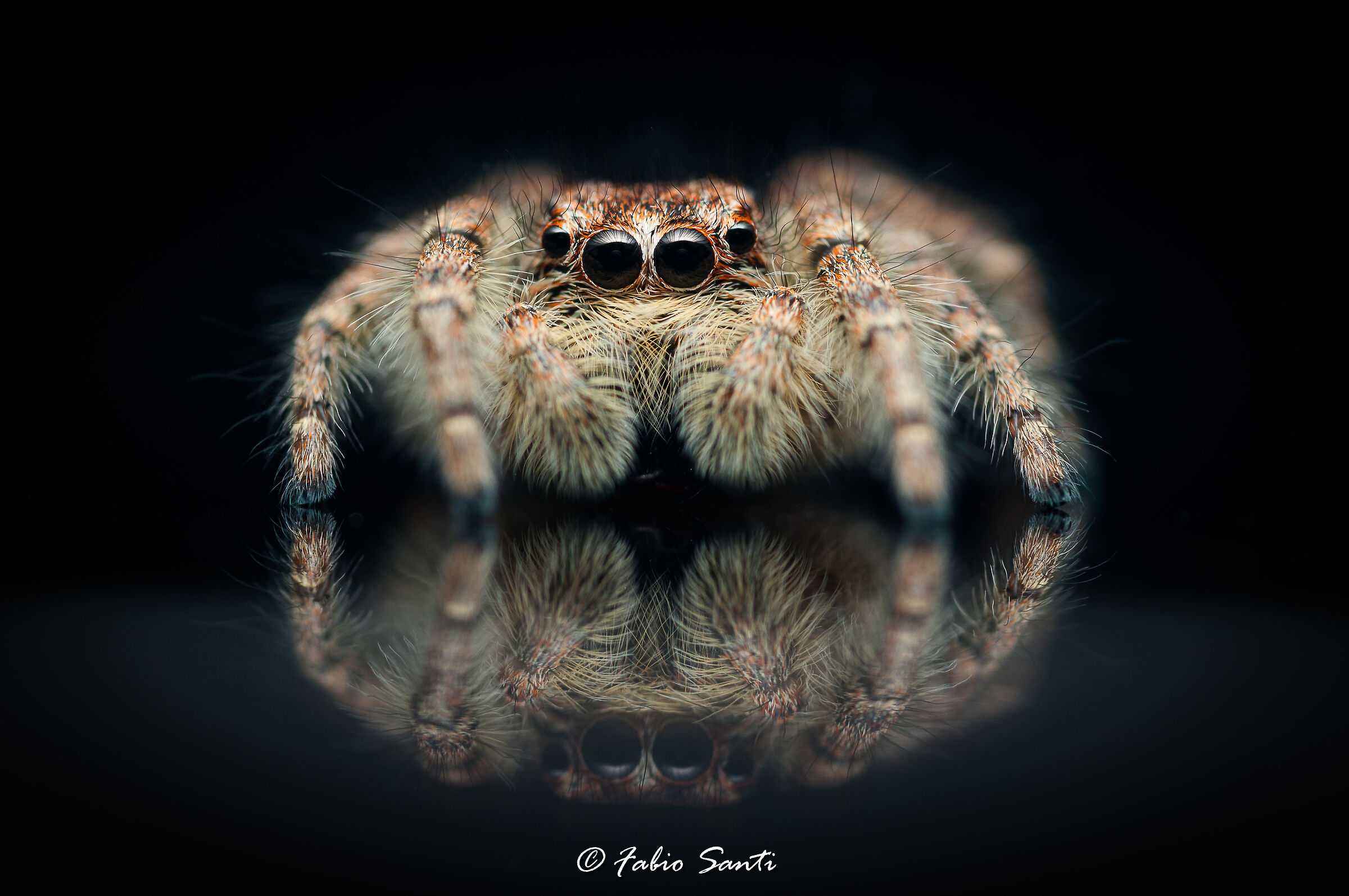 Riflessi di Philaeus Chrysops