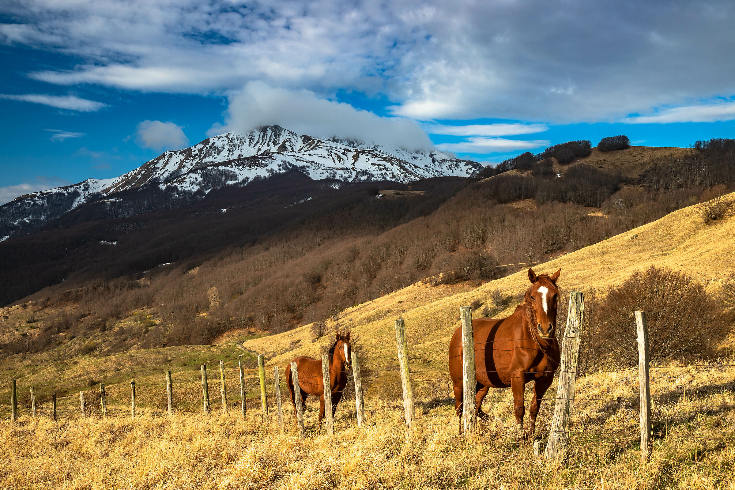 Cavalli ai piedi dell' Alpe di Succiso