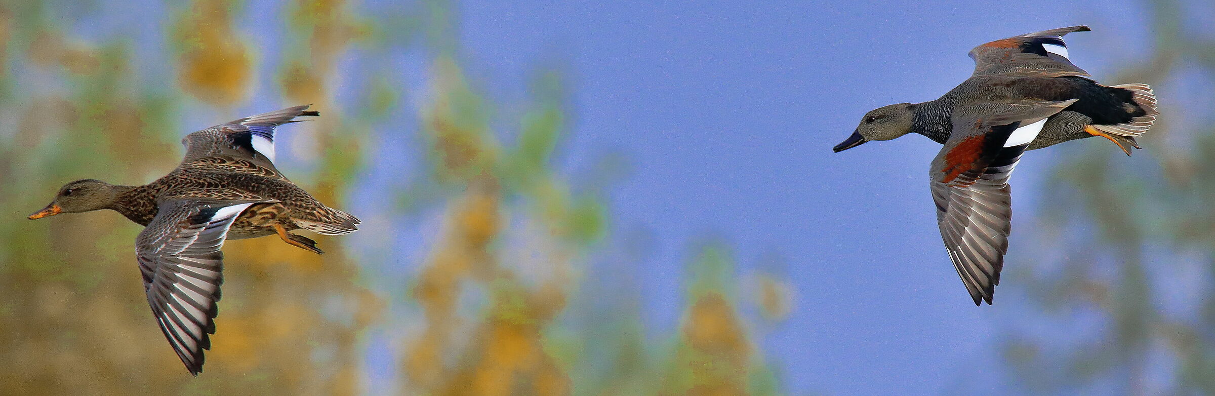 coppia di canapiglie