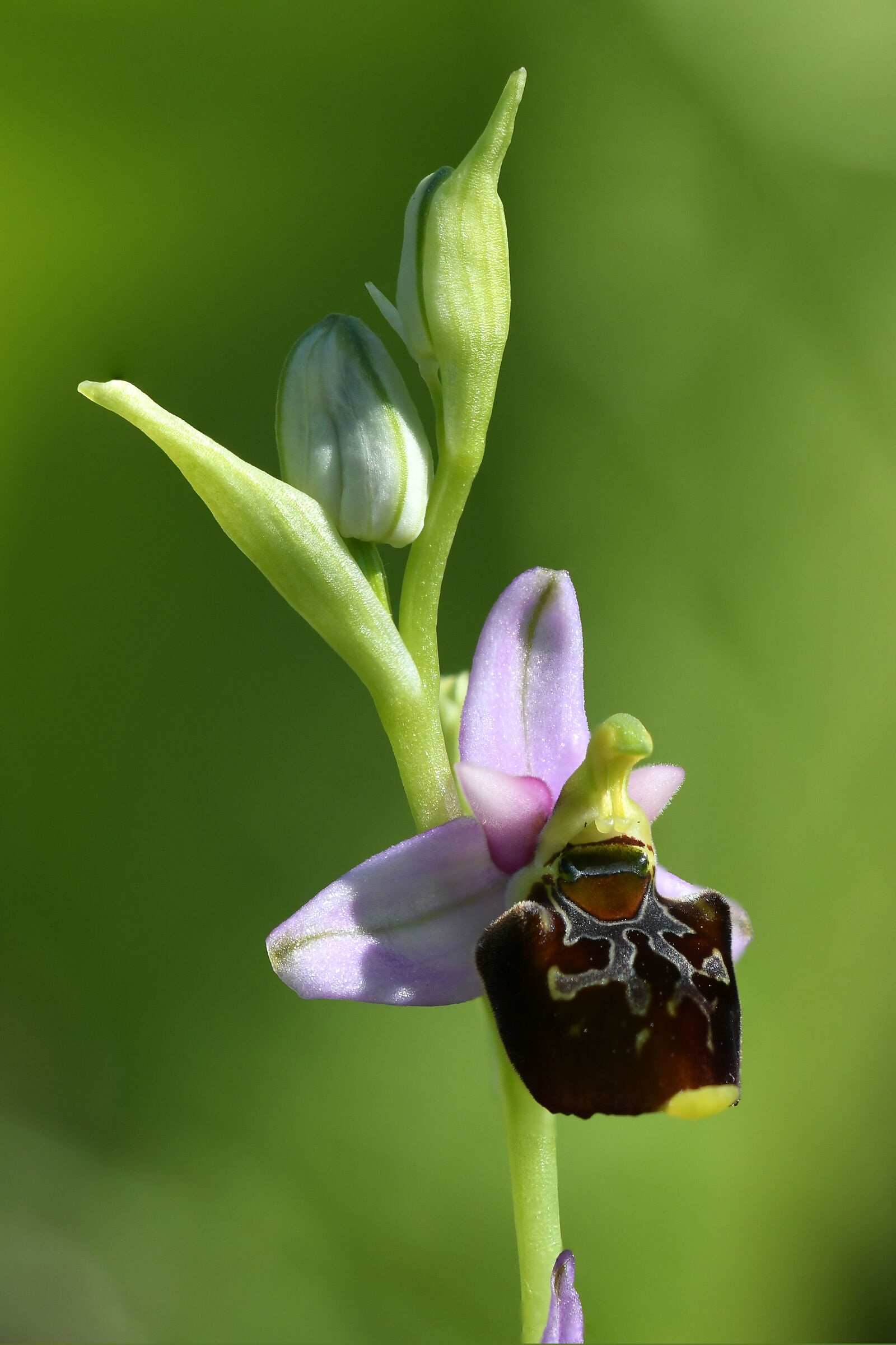 Orchidea selvatica - Ophris sphegodes