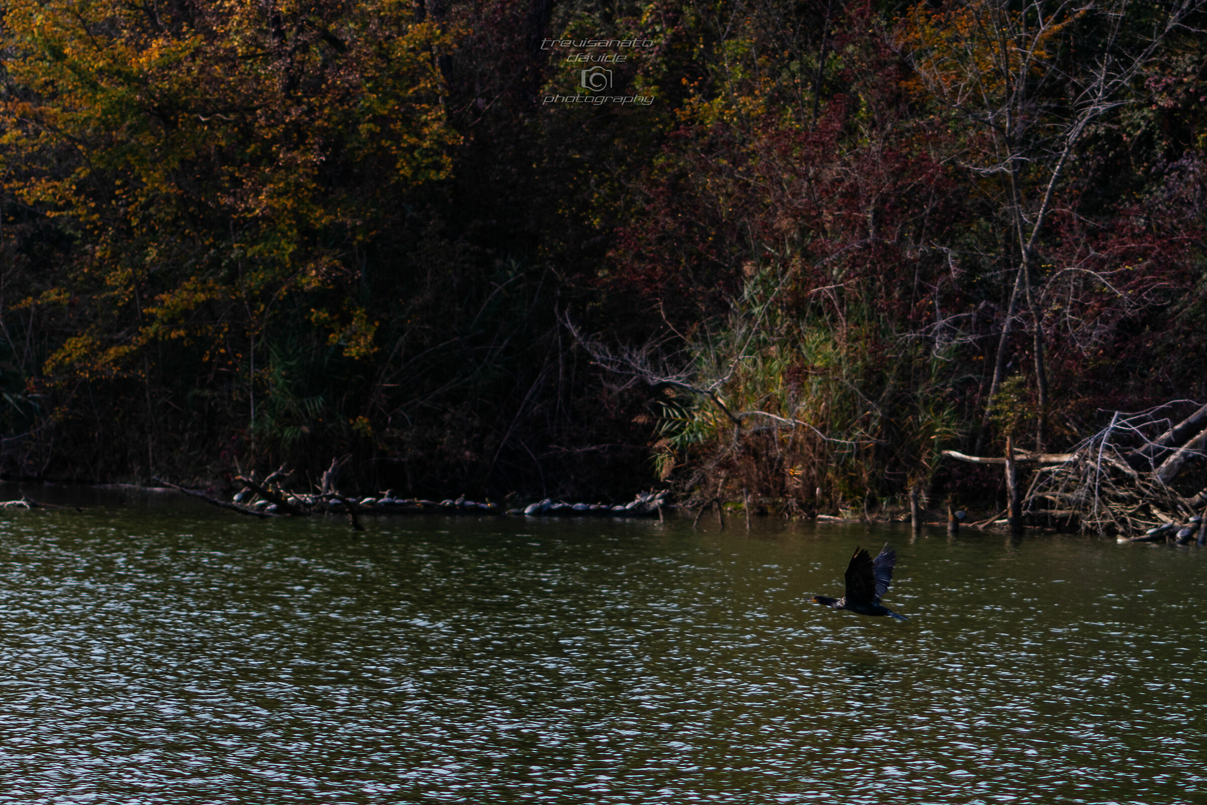 Martellago ponds