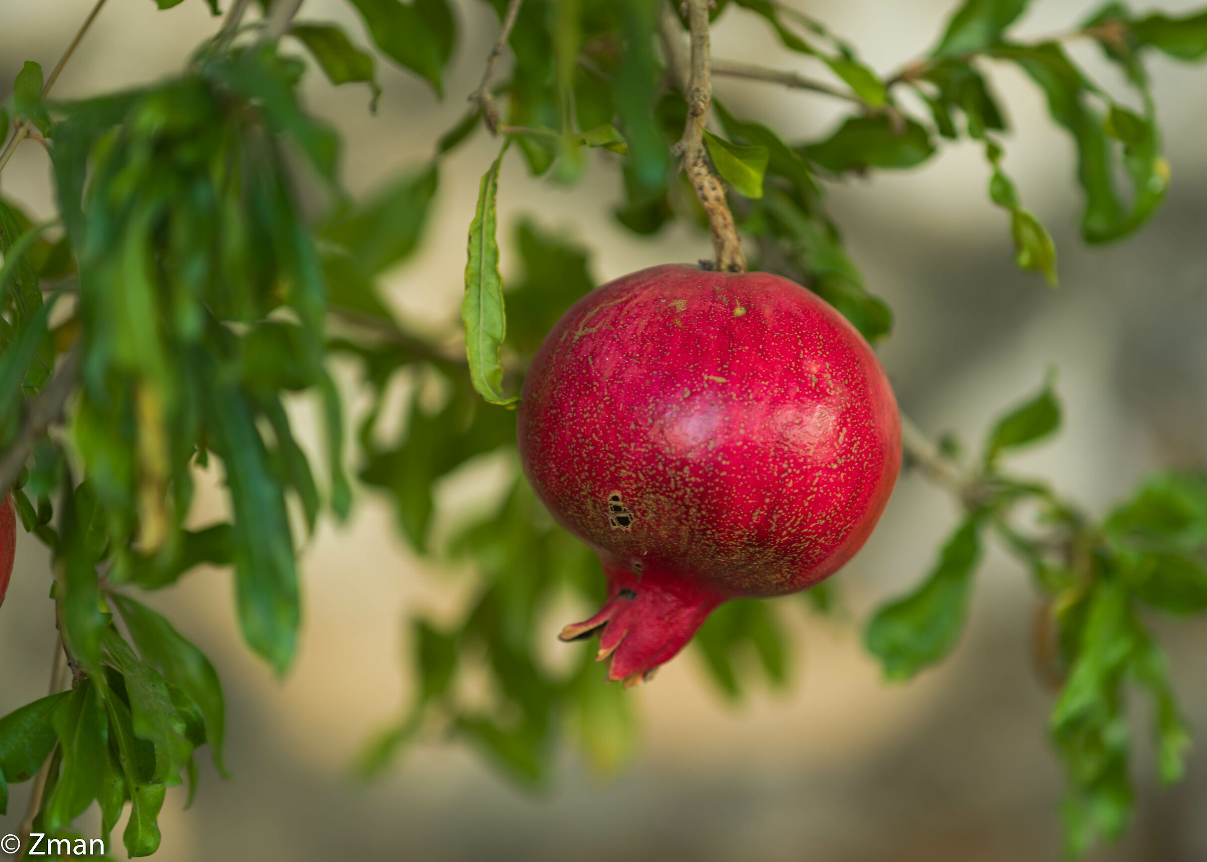 Pomegranate