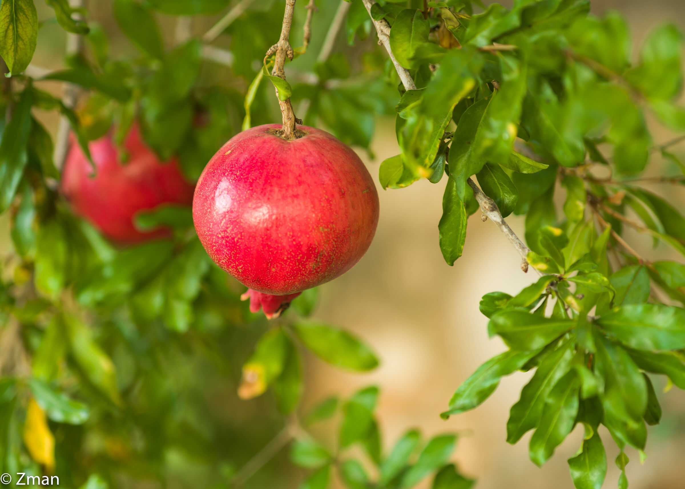 Pomegranate