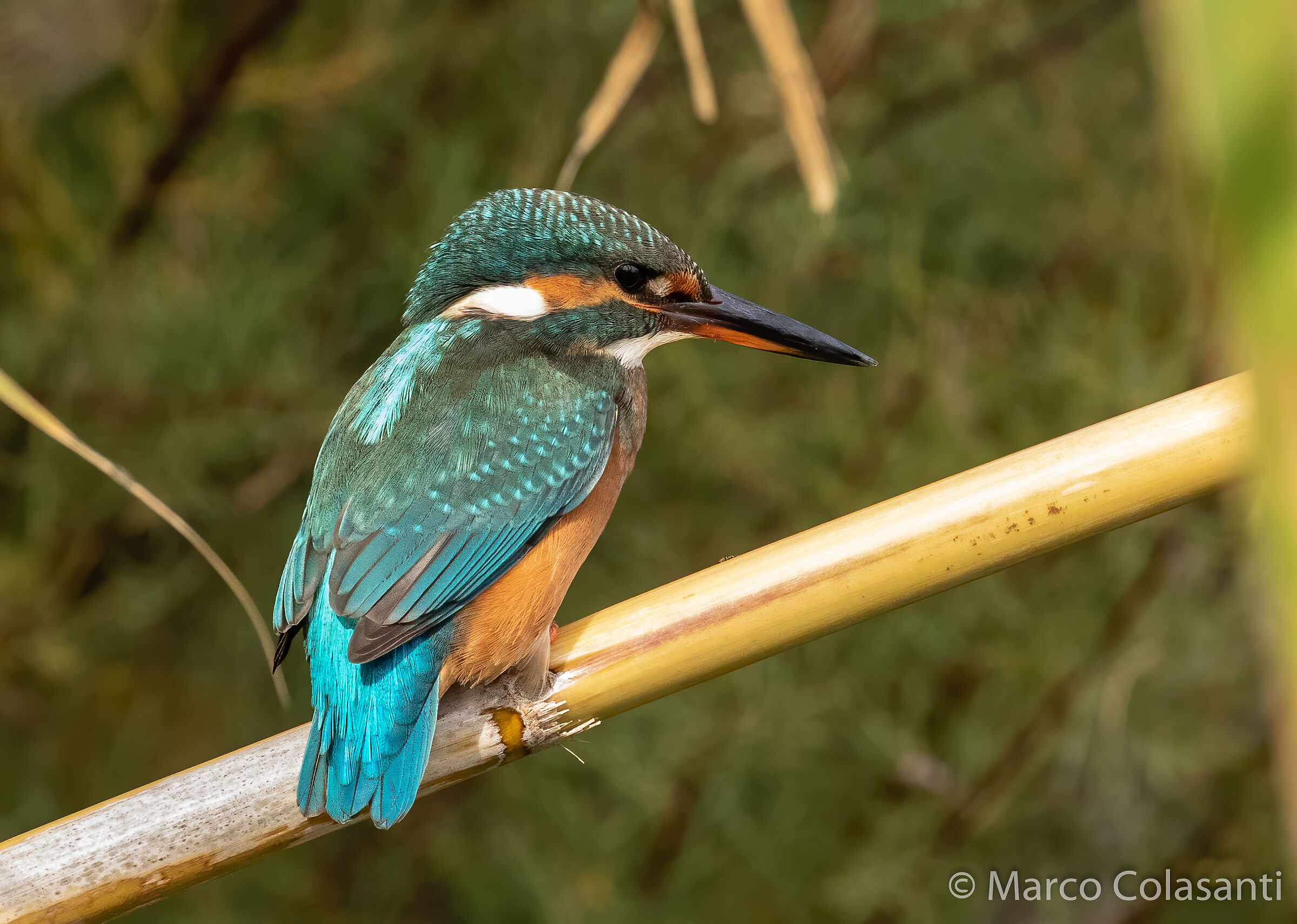 Kingfisher - Alcedo atthis