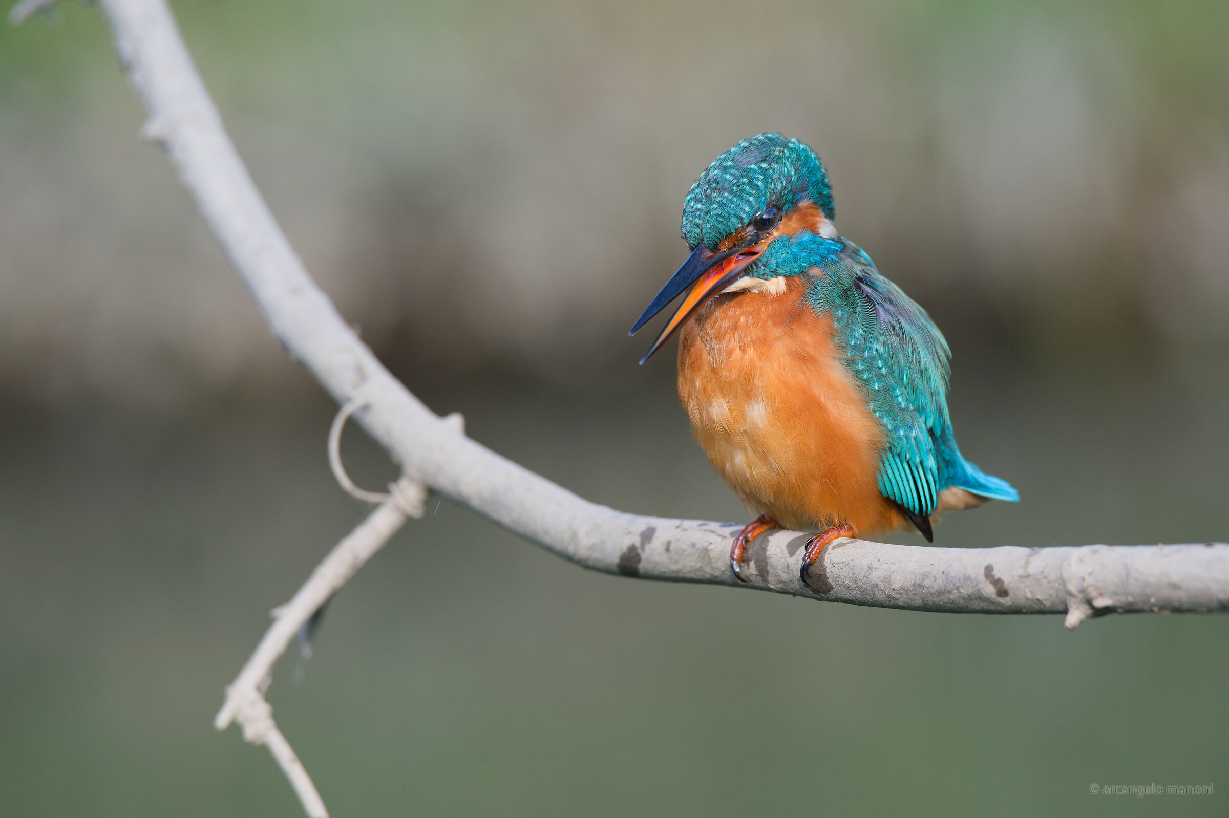 Martin's cough (we hope no covid)