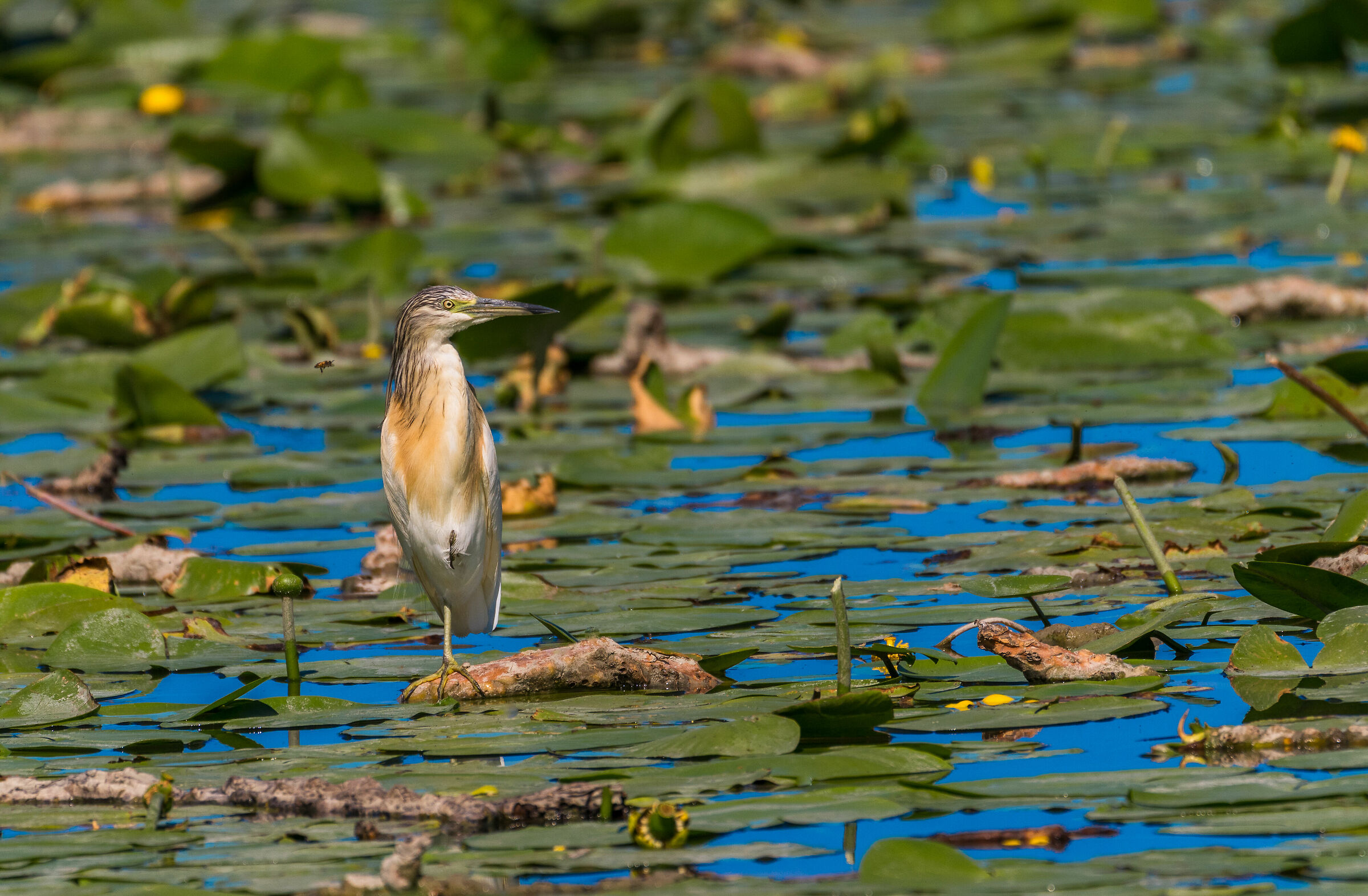 Da che parte... per di là.