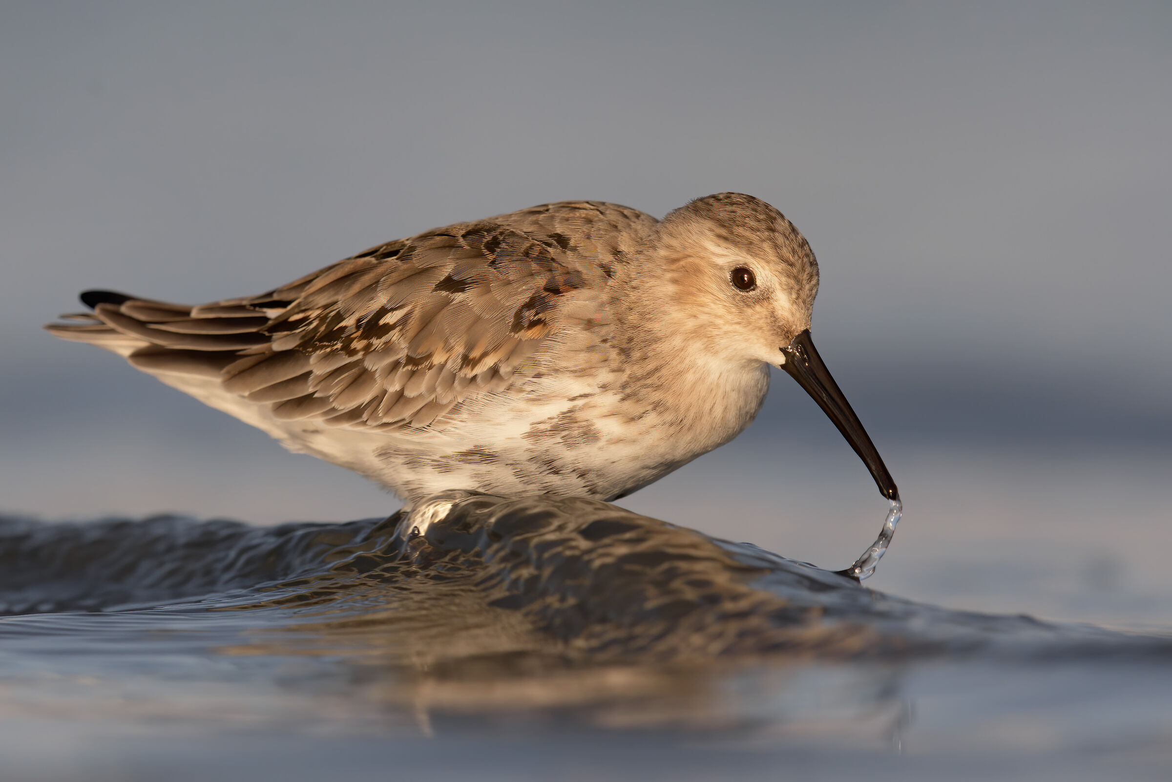 piovanello pancianera