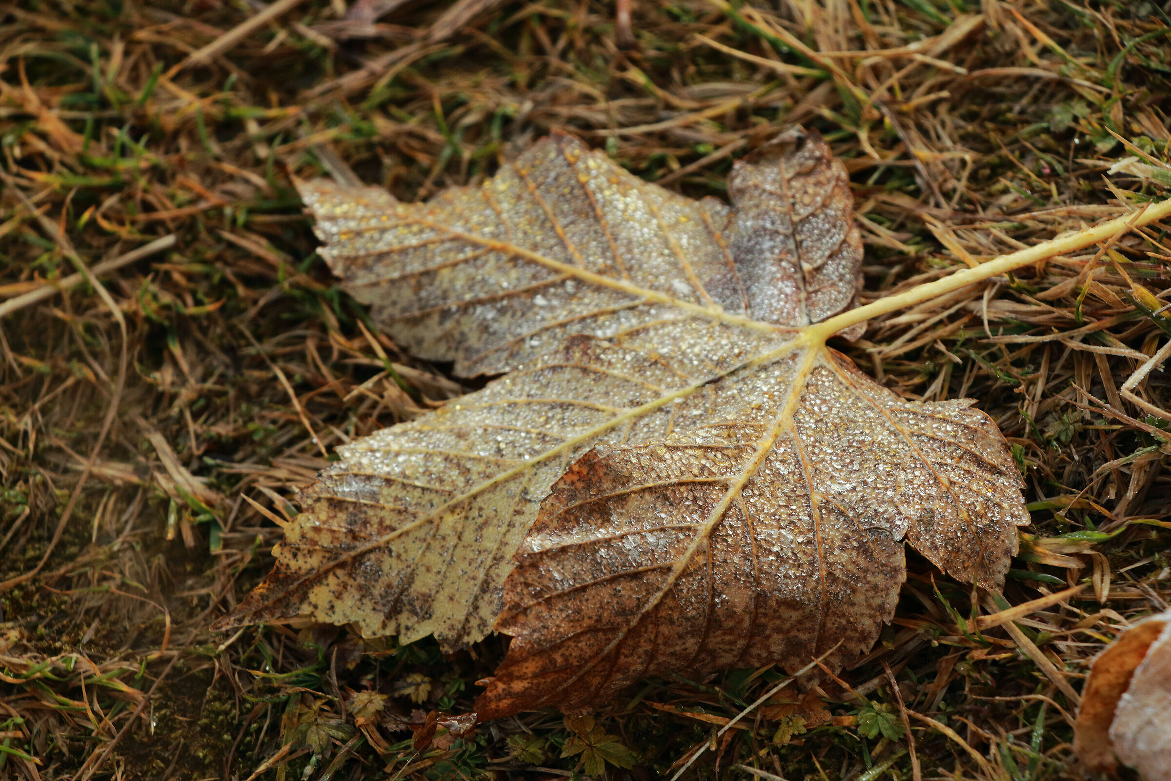conservata dalla brina