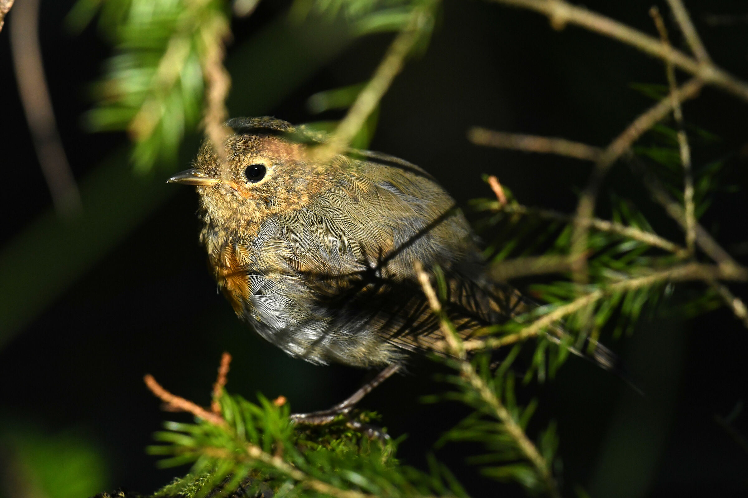 Erithacus rubecula juv.
