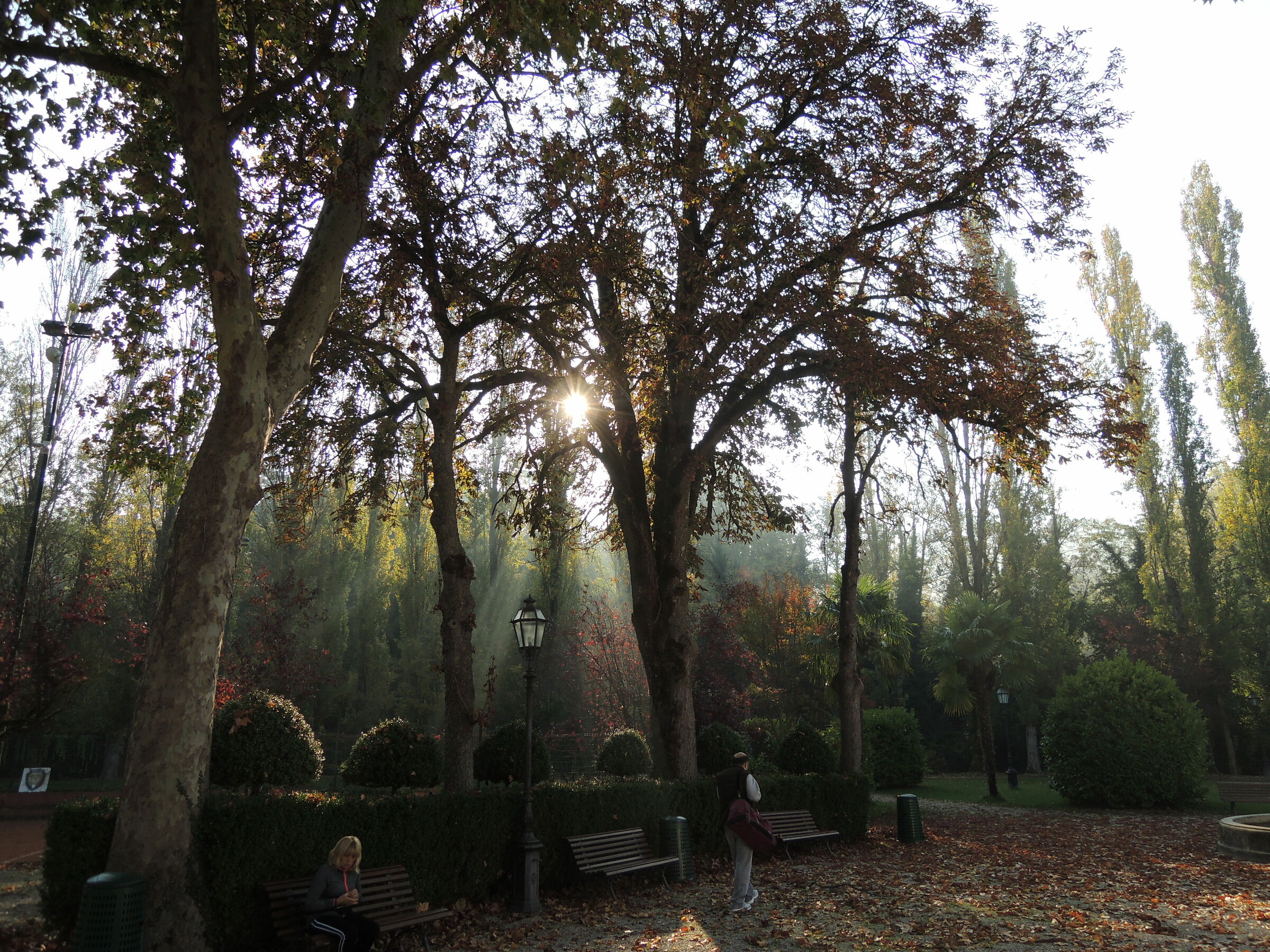 La luce filtra tra gli alberi.
