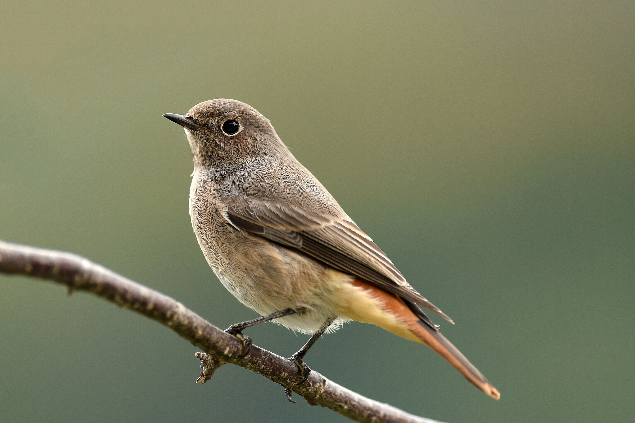 Phoenicurus ochruros