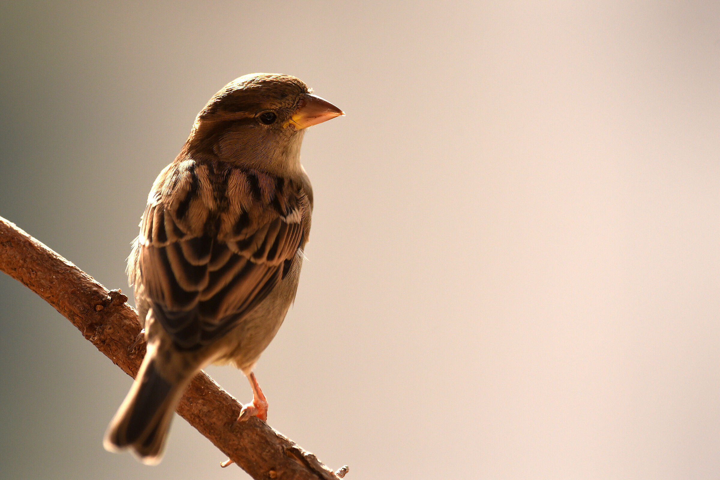 Passer domesticus femmina