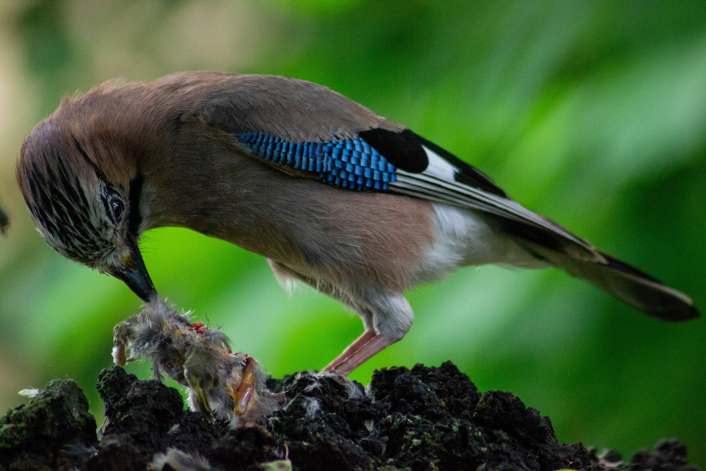 La ghiandaia ed il topo