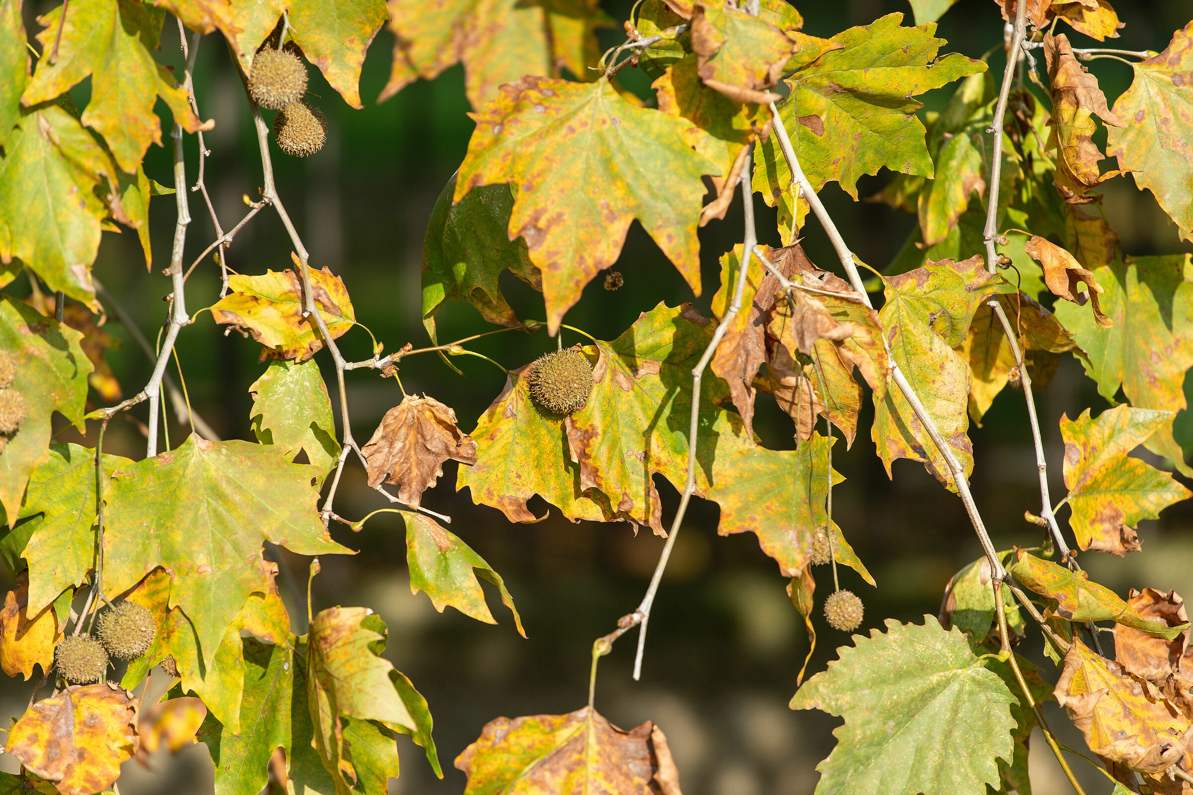 Autunno nel parco - Brescia