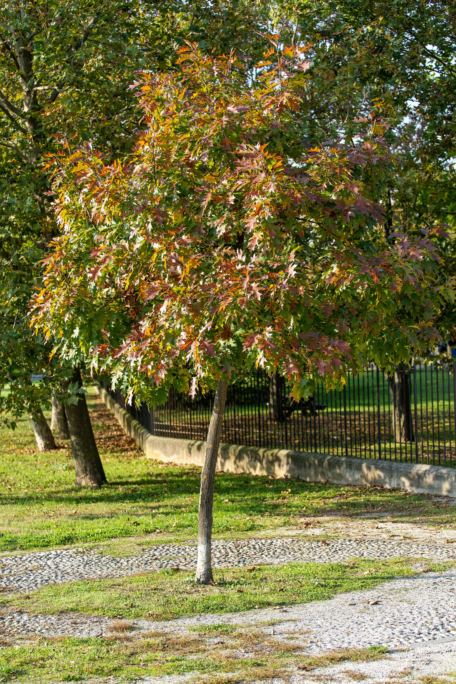 Autunno nel parco - Brescia