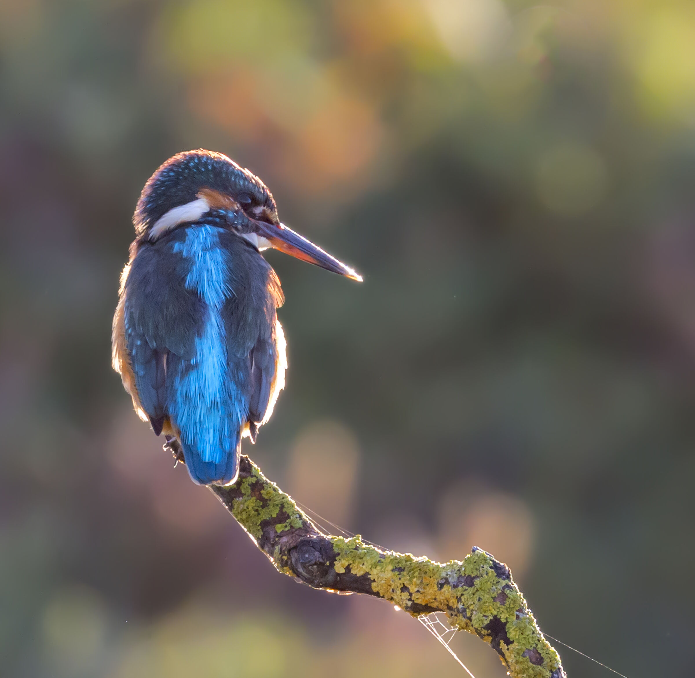 Kingfisher at dawn