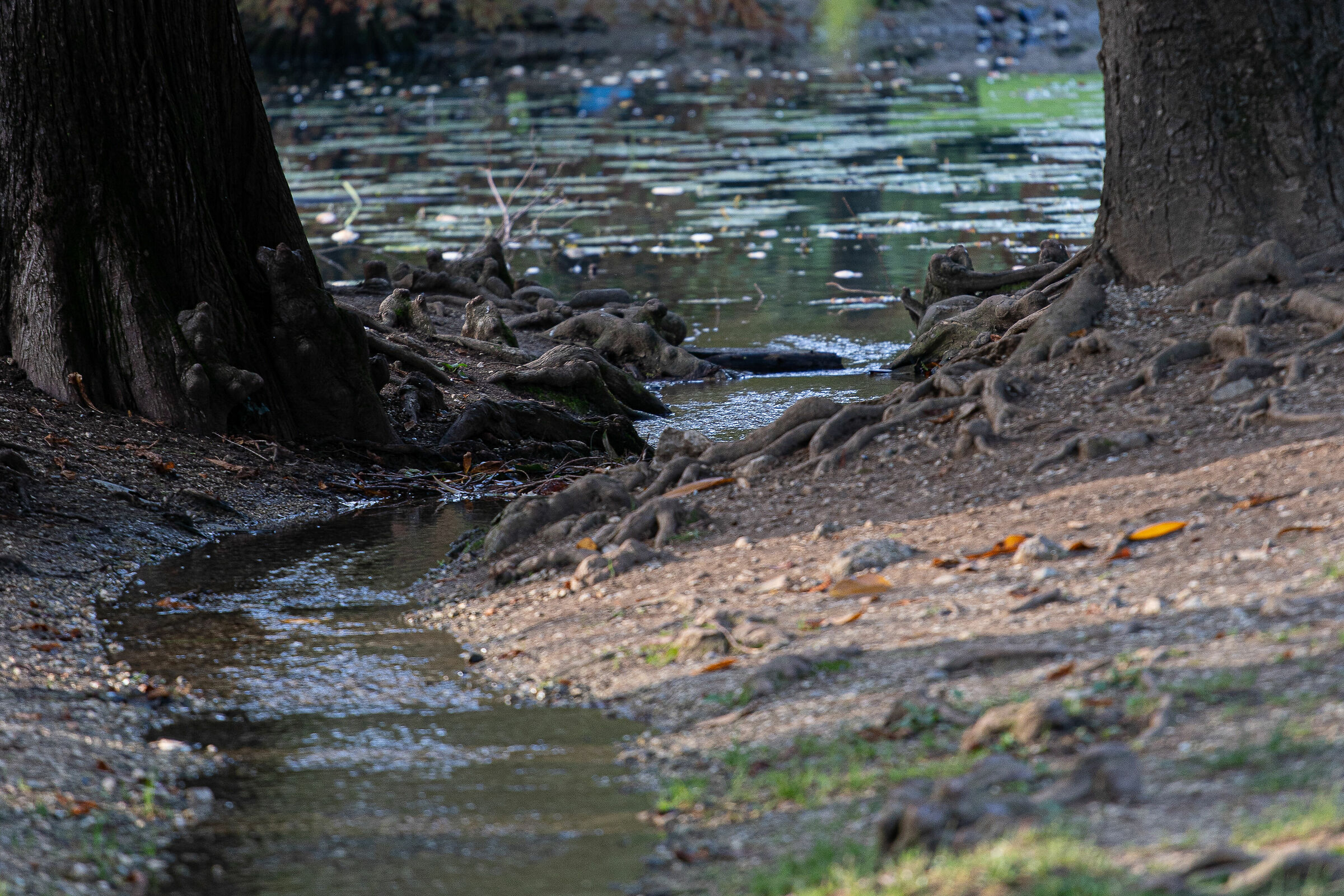Autunno nel parco - Brescia
