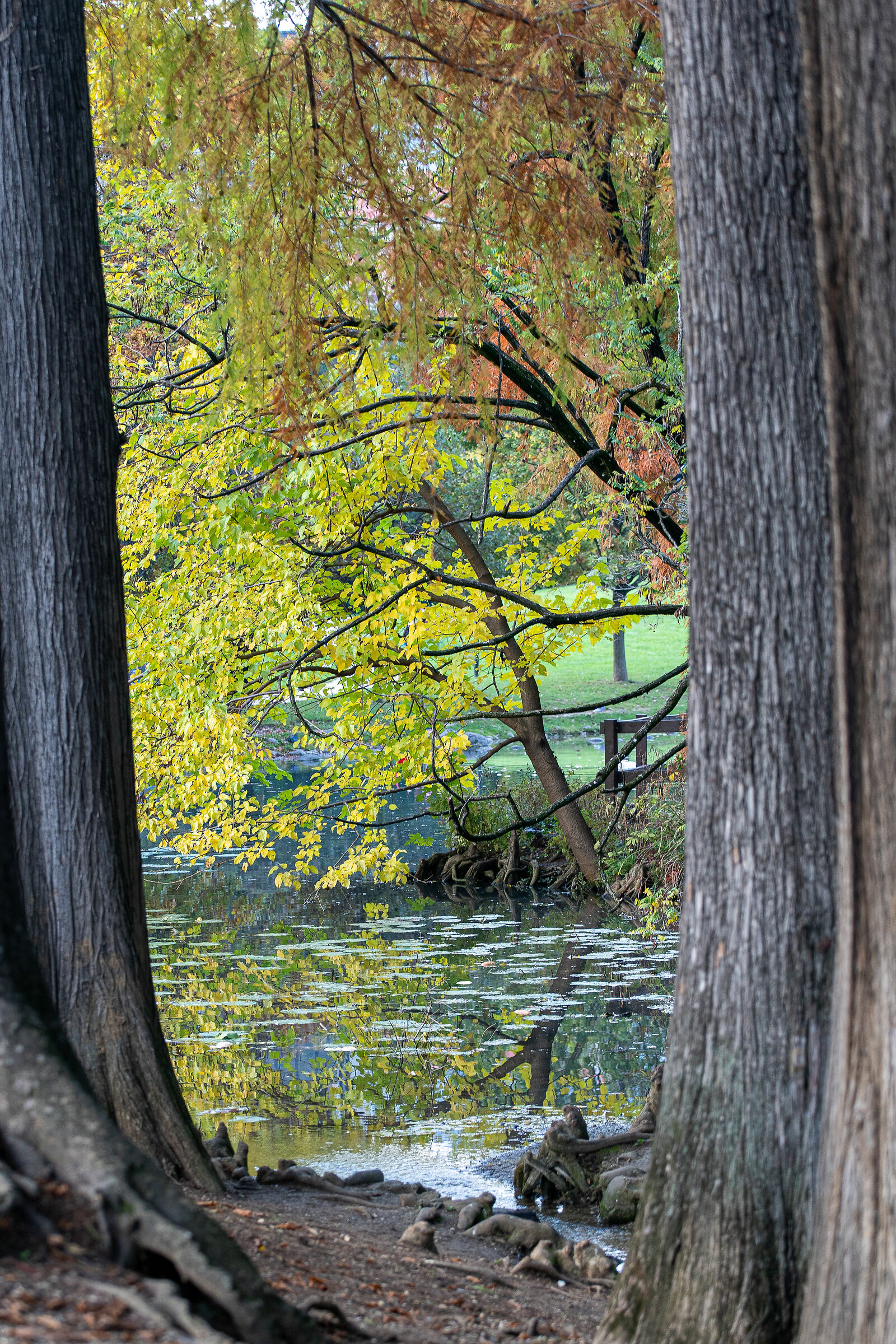 Autunno nel parco - Brescia