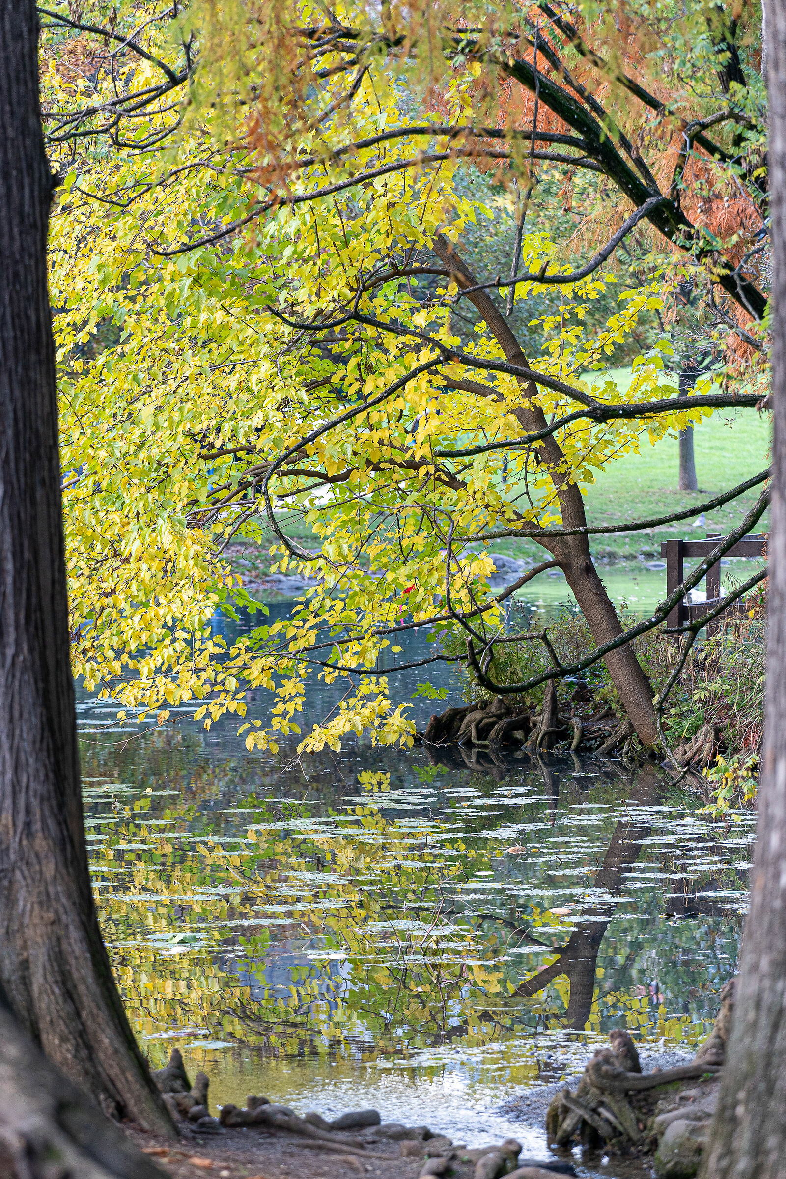 Autunno nel parco - Brescia