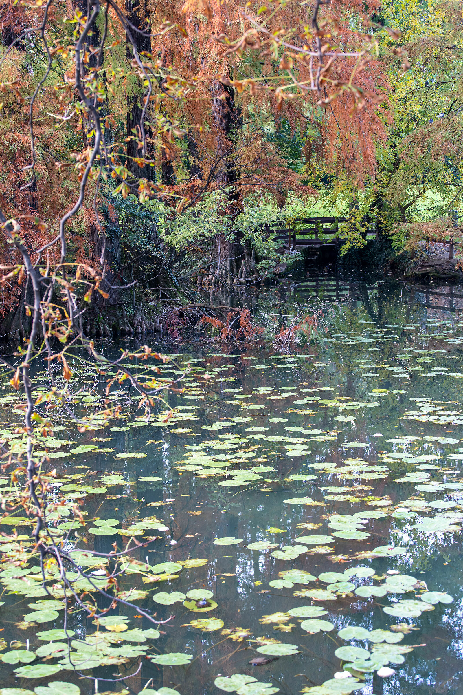 Autunno nel parco - Brescia