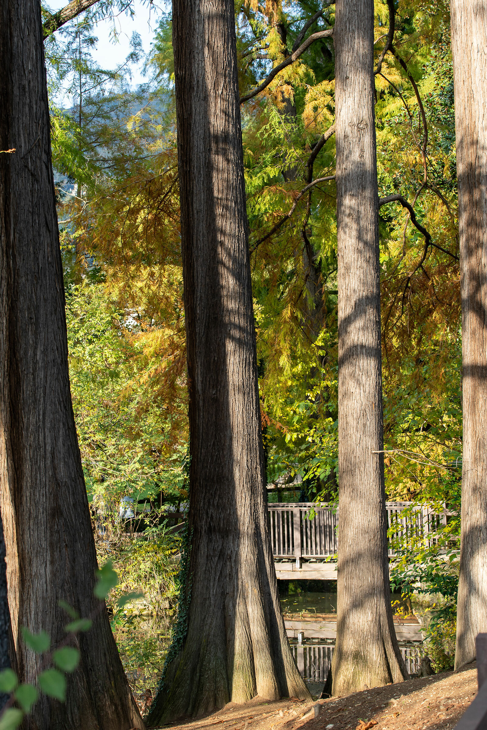 Autunno nel parco - Brescia