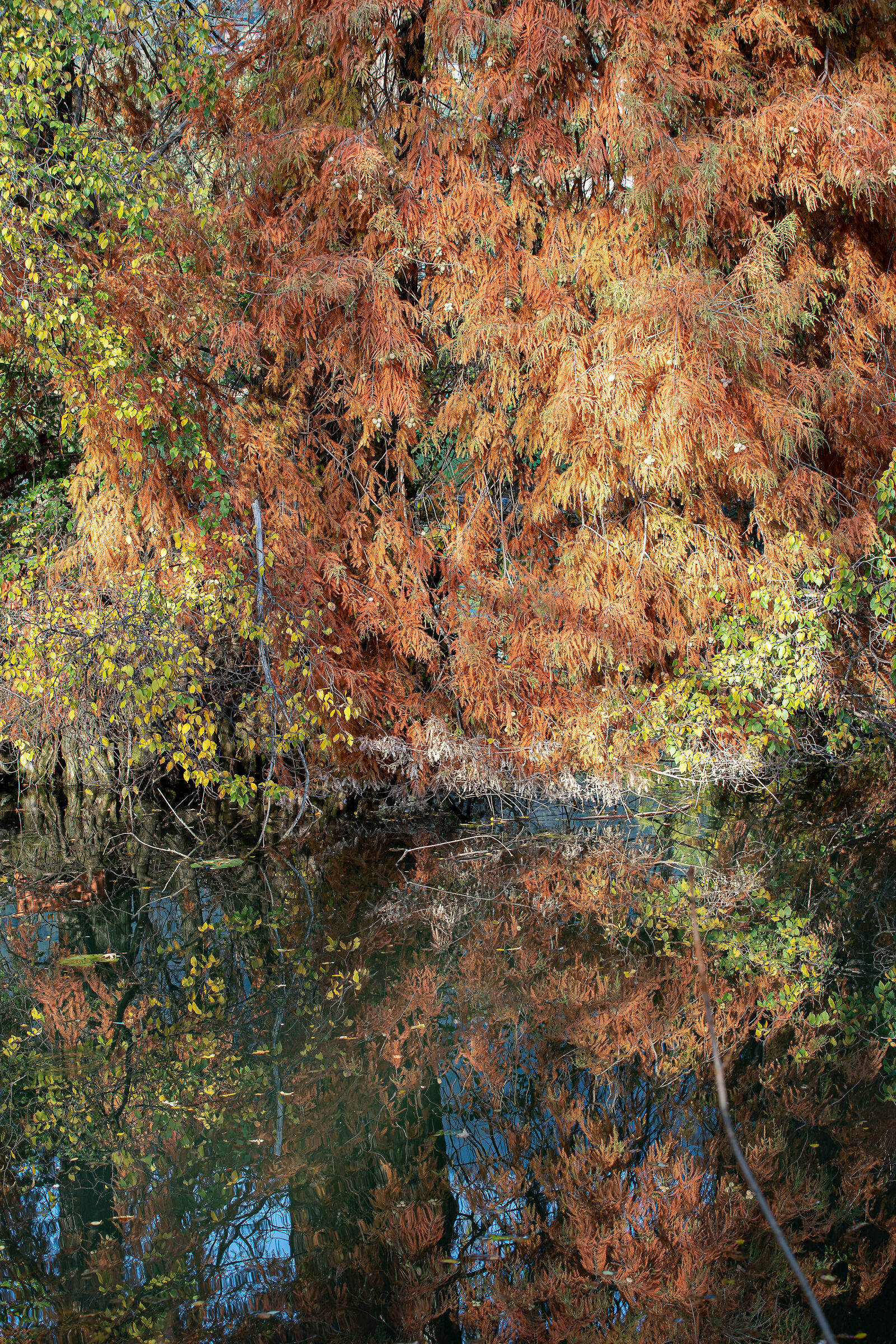 Autunno nel parco - Brescia