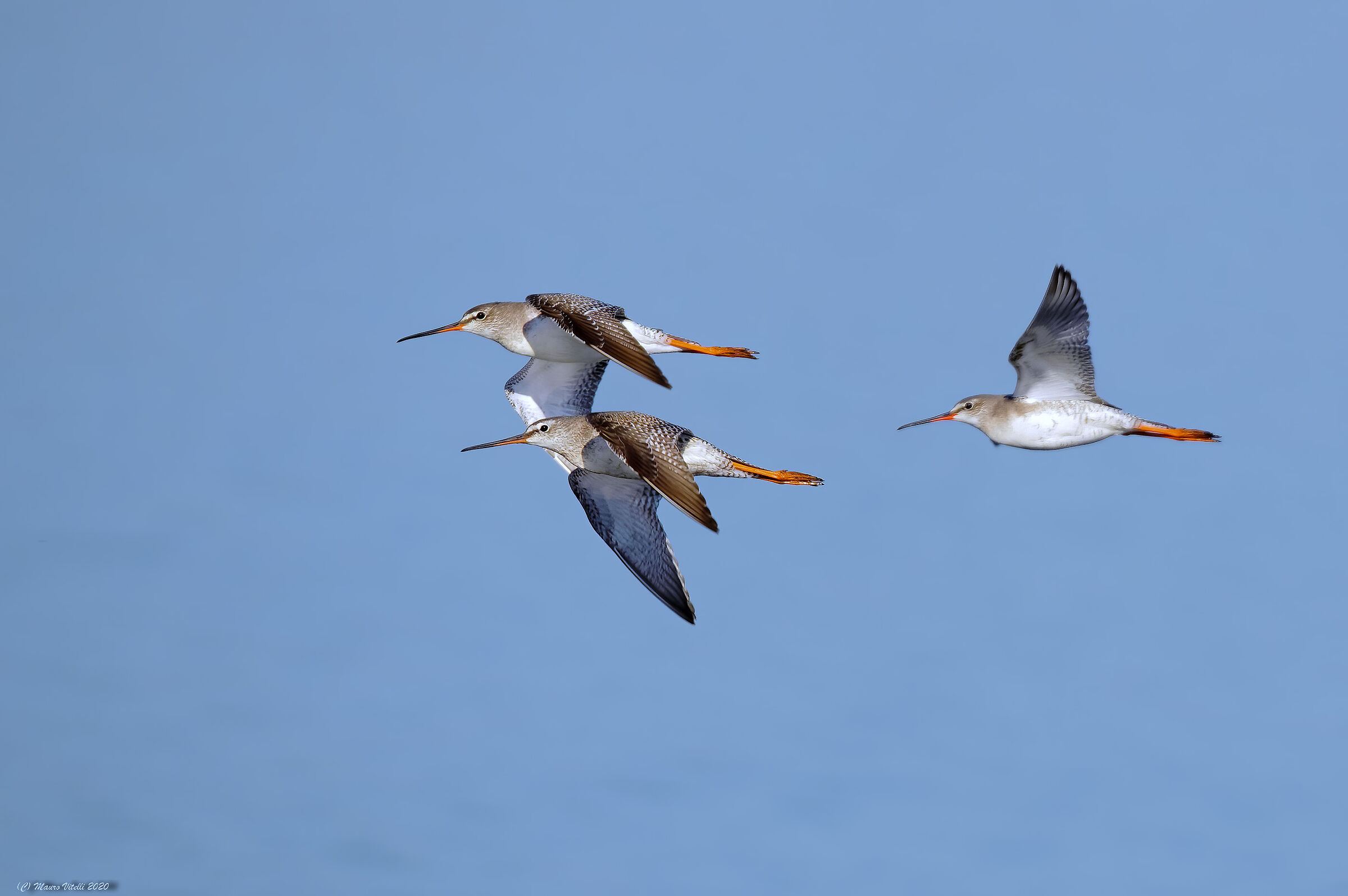 Totano moro Department (Tringa erythropus)