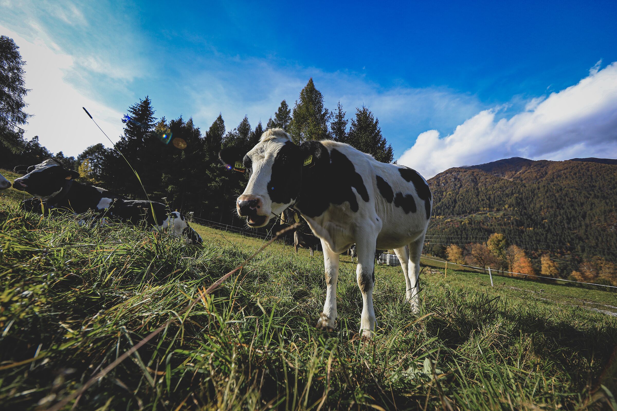 THE COW
