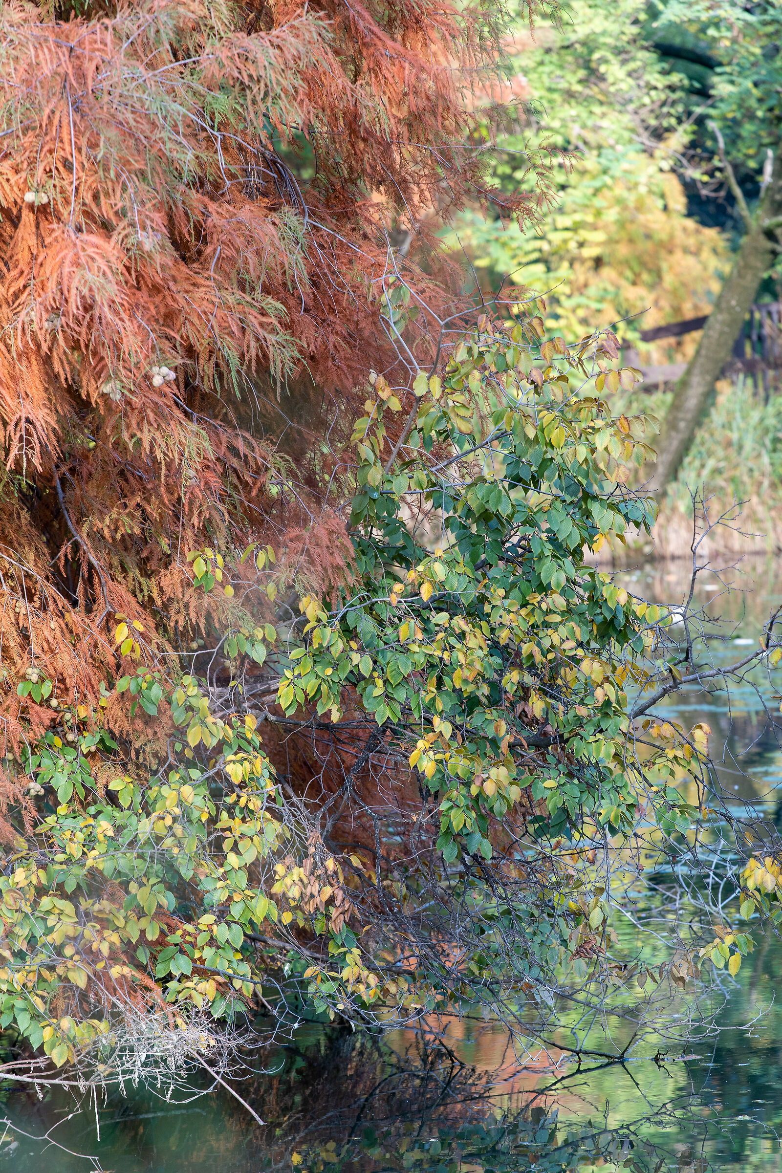 Autunno nel parco - Brescia