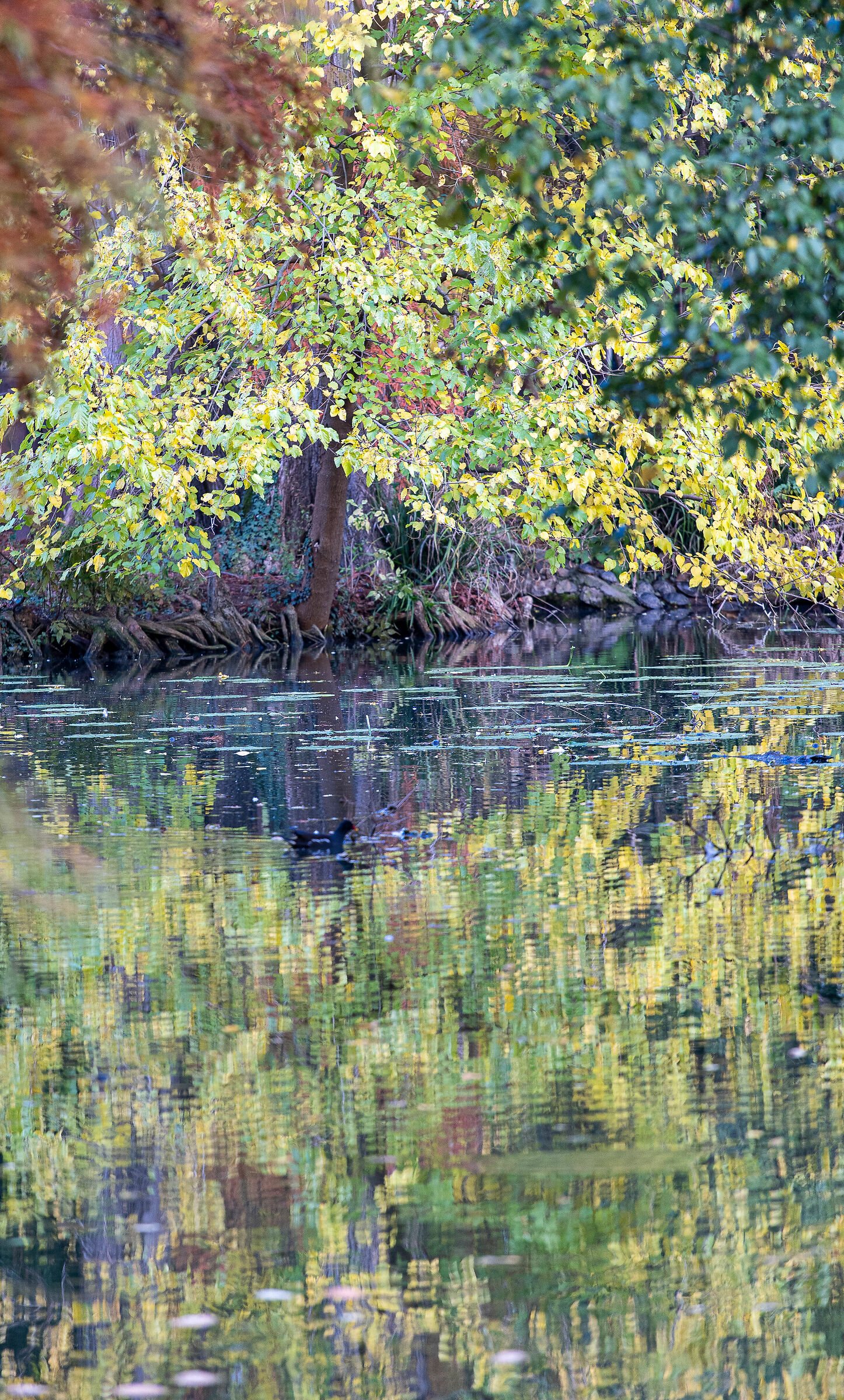 Autunno nel parco - Brescia