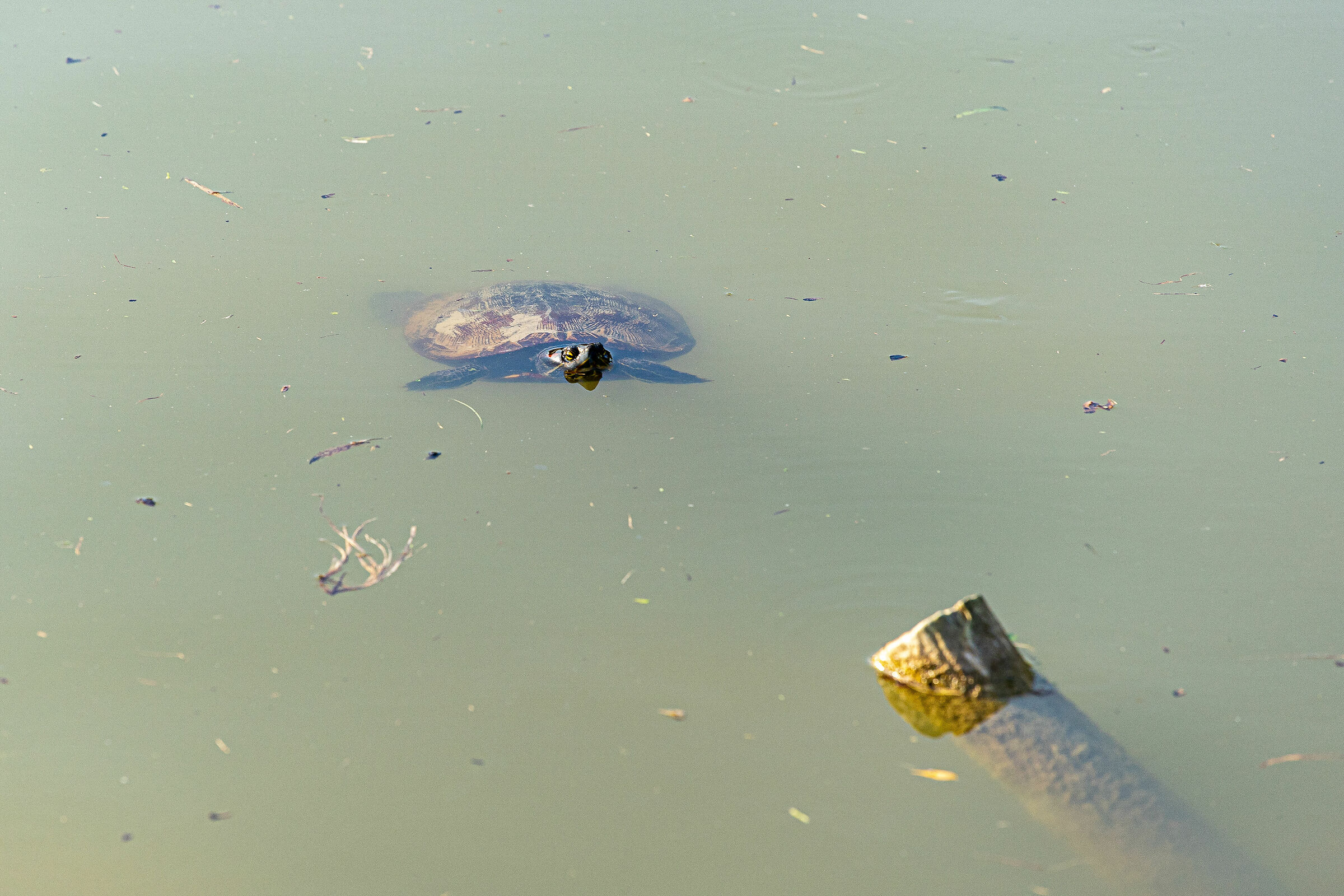 Autunno nel parco - Brescia