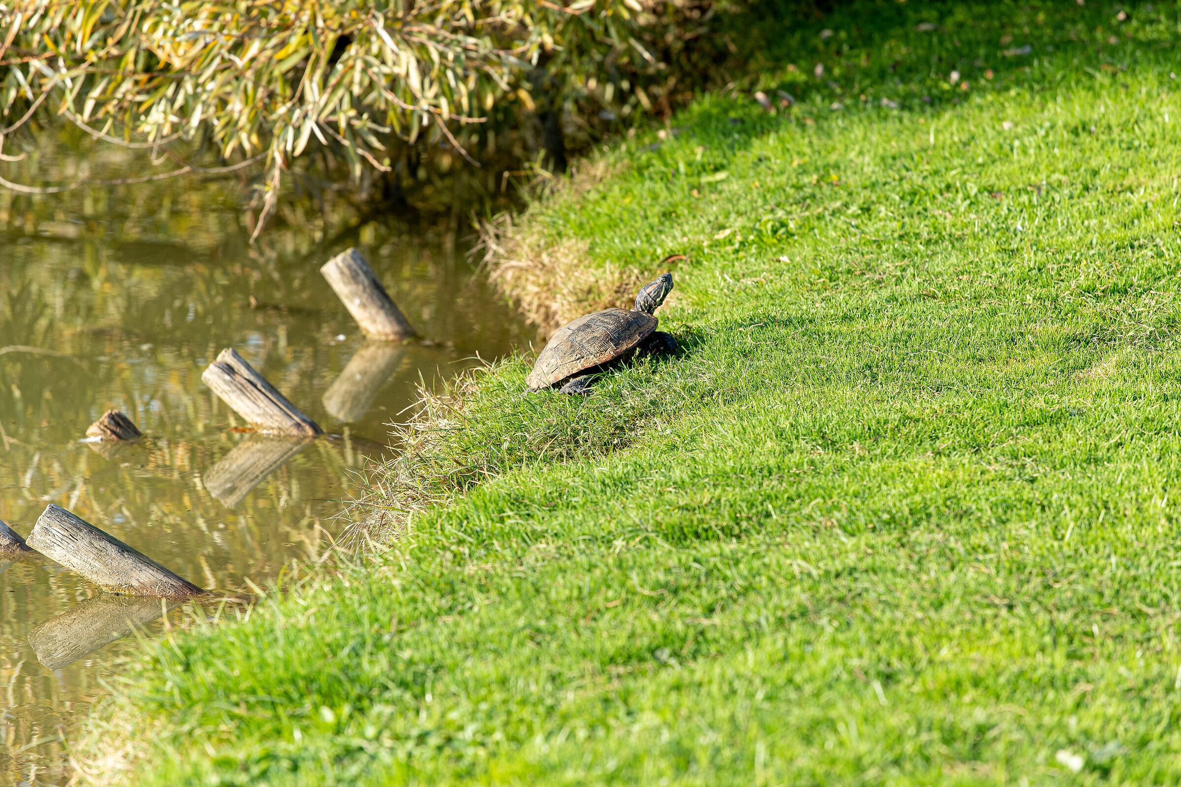 Autunno nel parco - Brescia