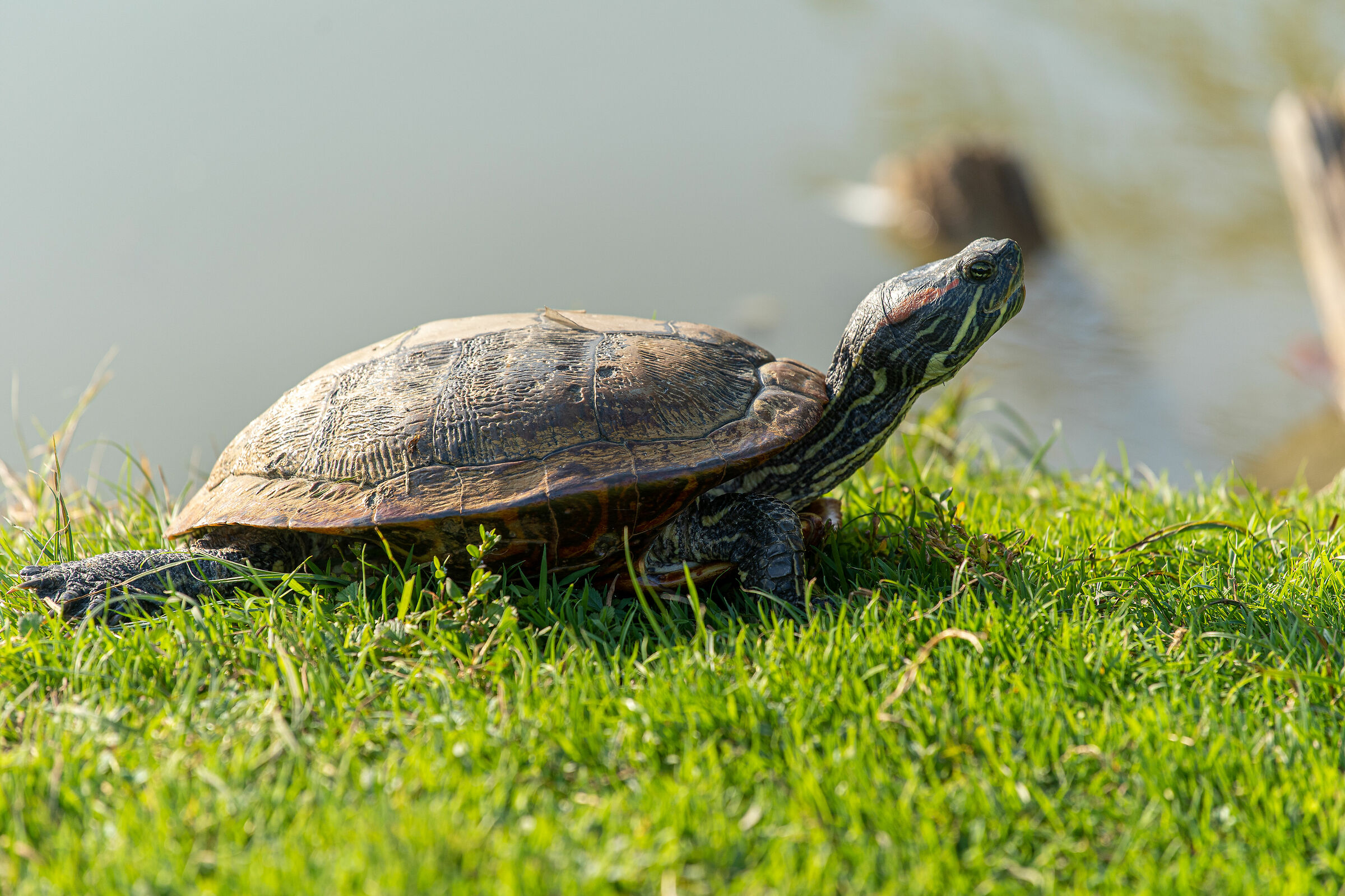 Autunno nel parco - Brescia