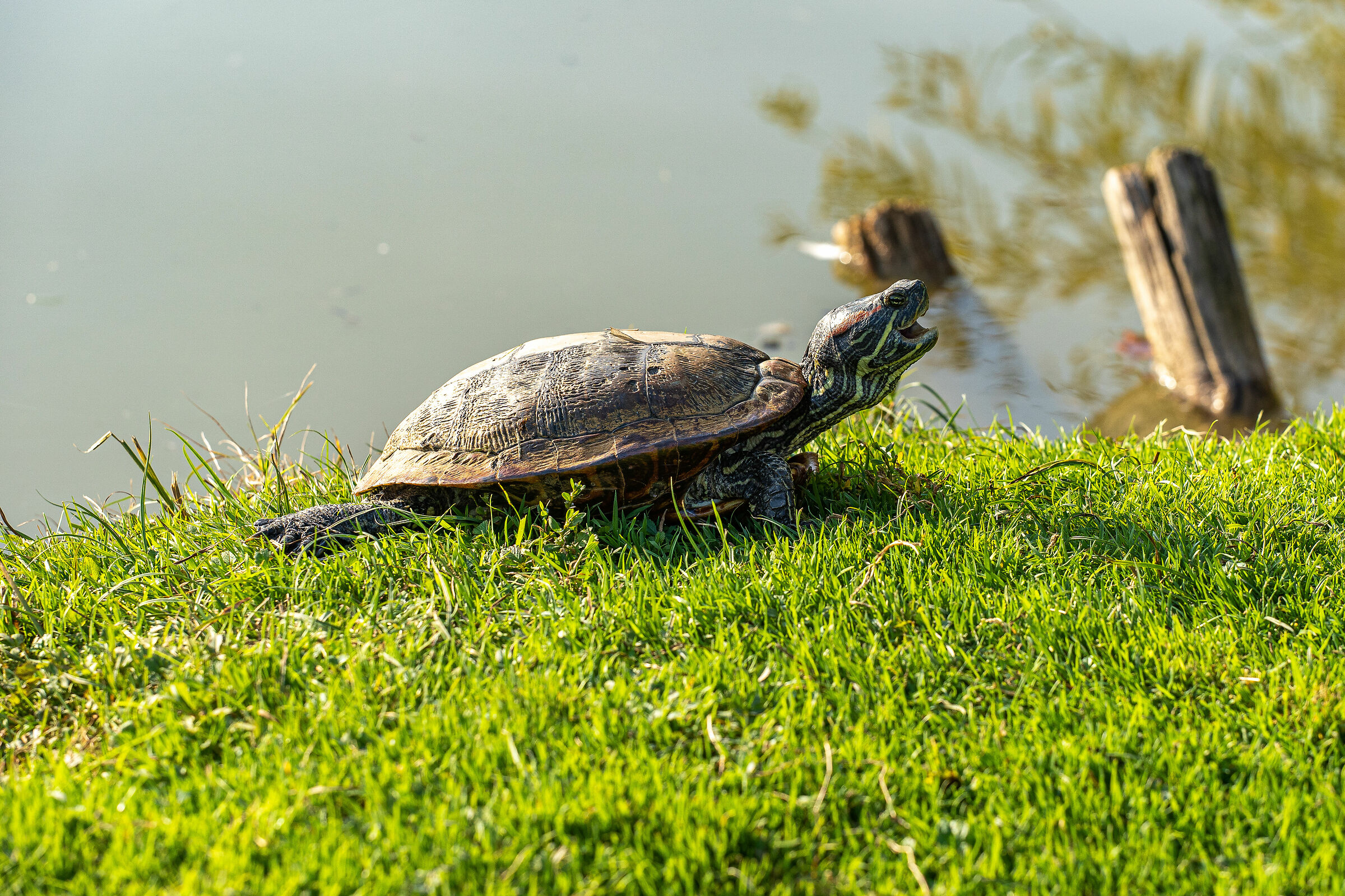 Autunno nel parco - Brescia