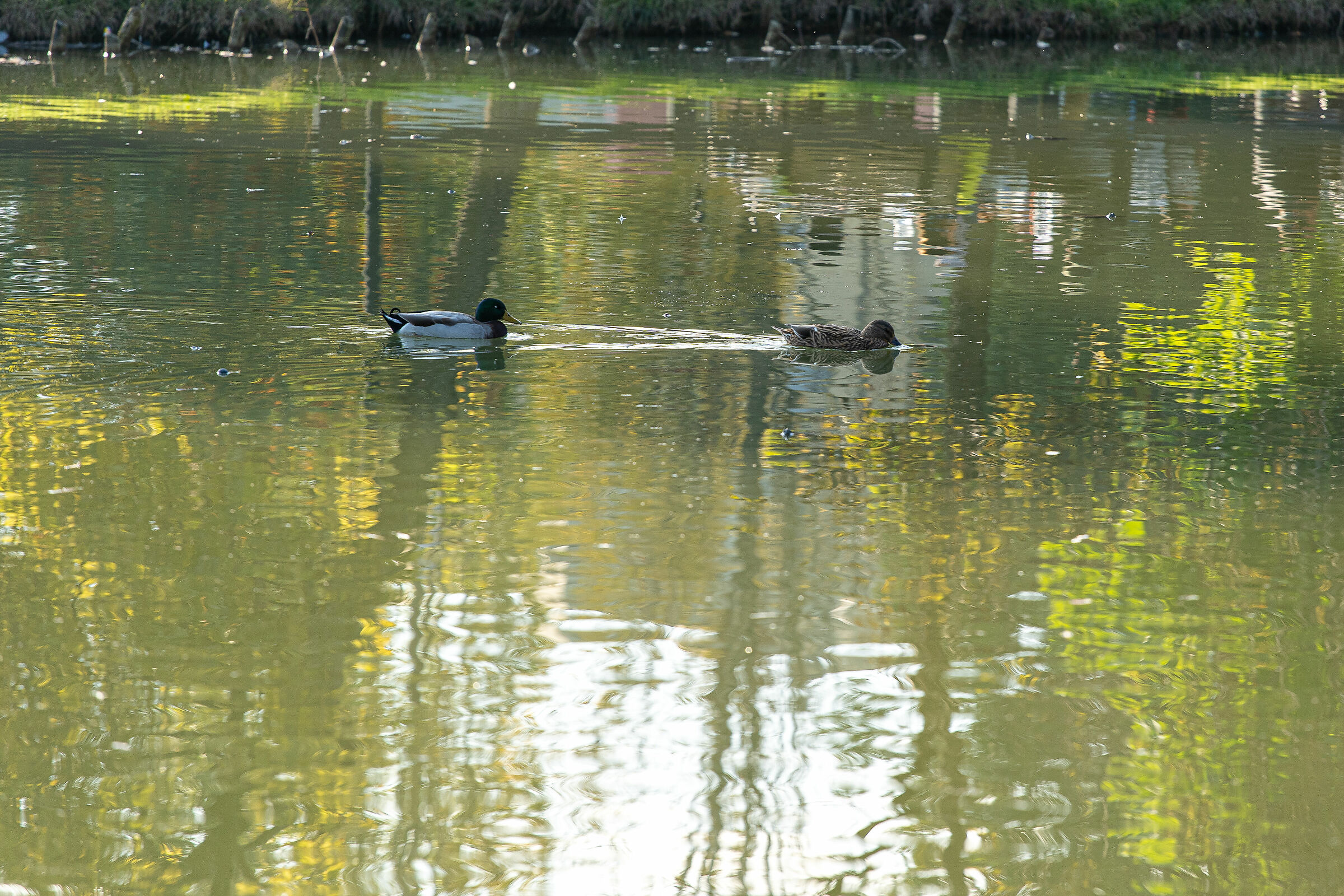 Autunno nel parco - Brescia