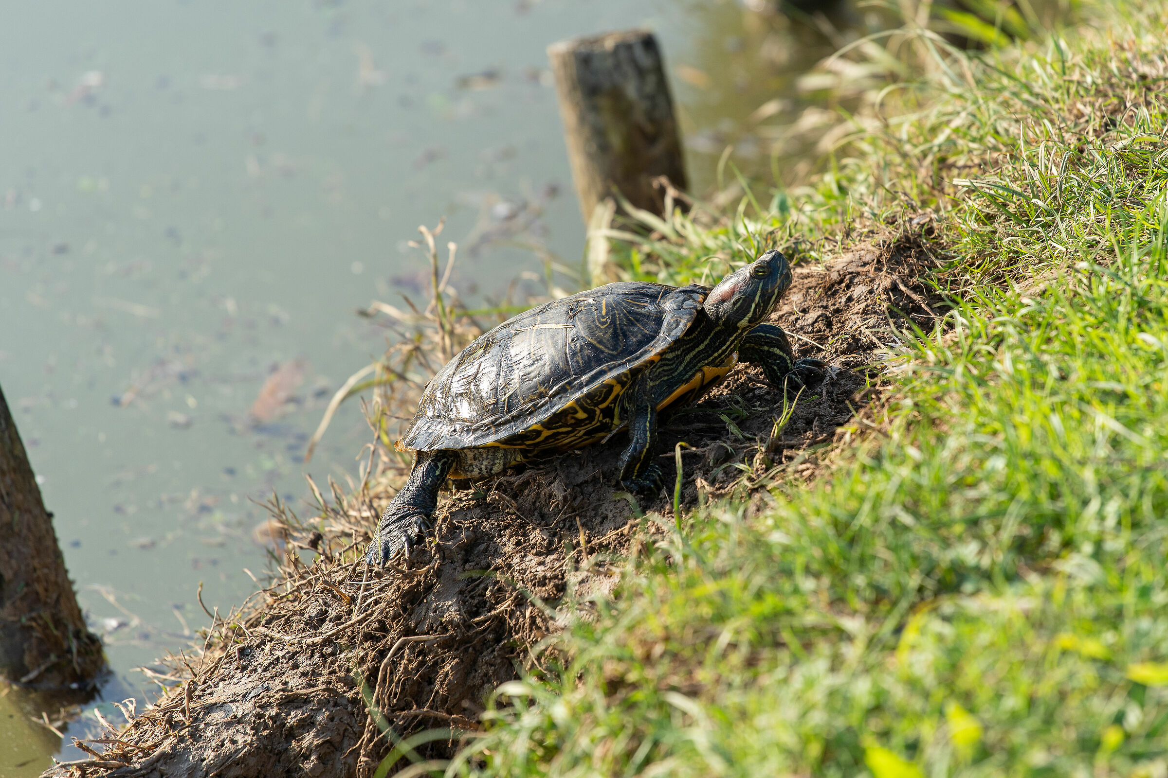 Autunno nel parco - Brescia