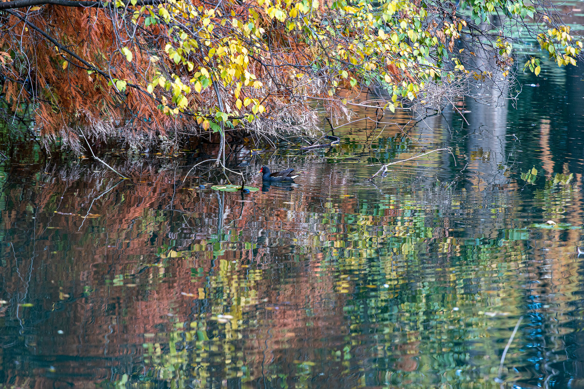 Autunno nel parco - Brescia
