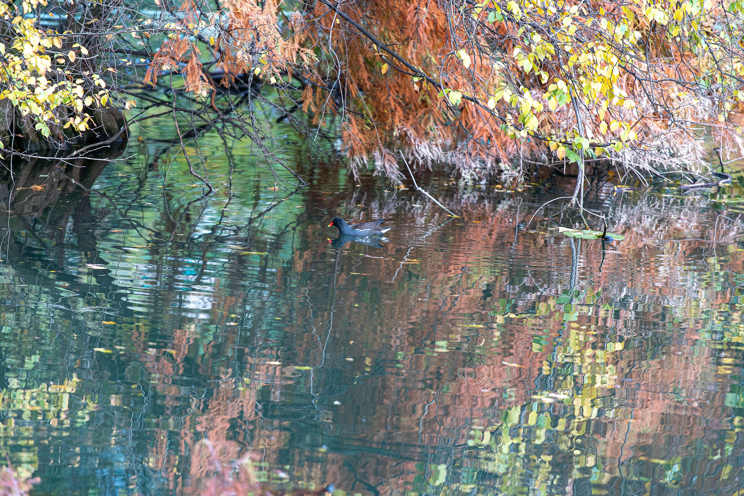 Autunno nel parco - Brescia
