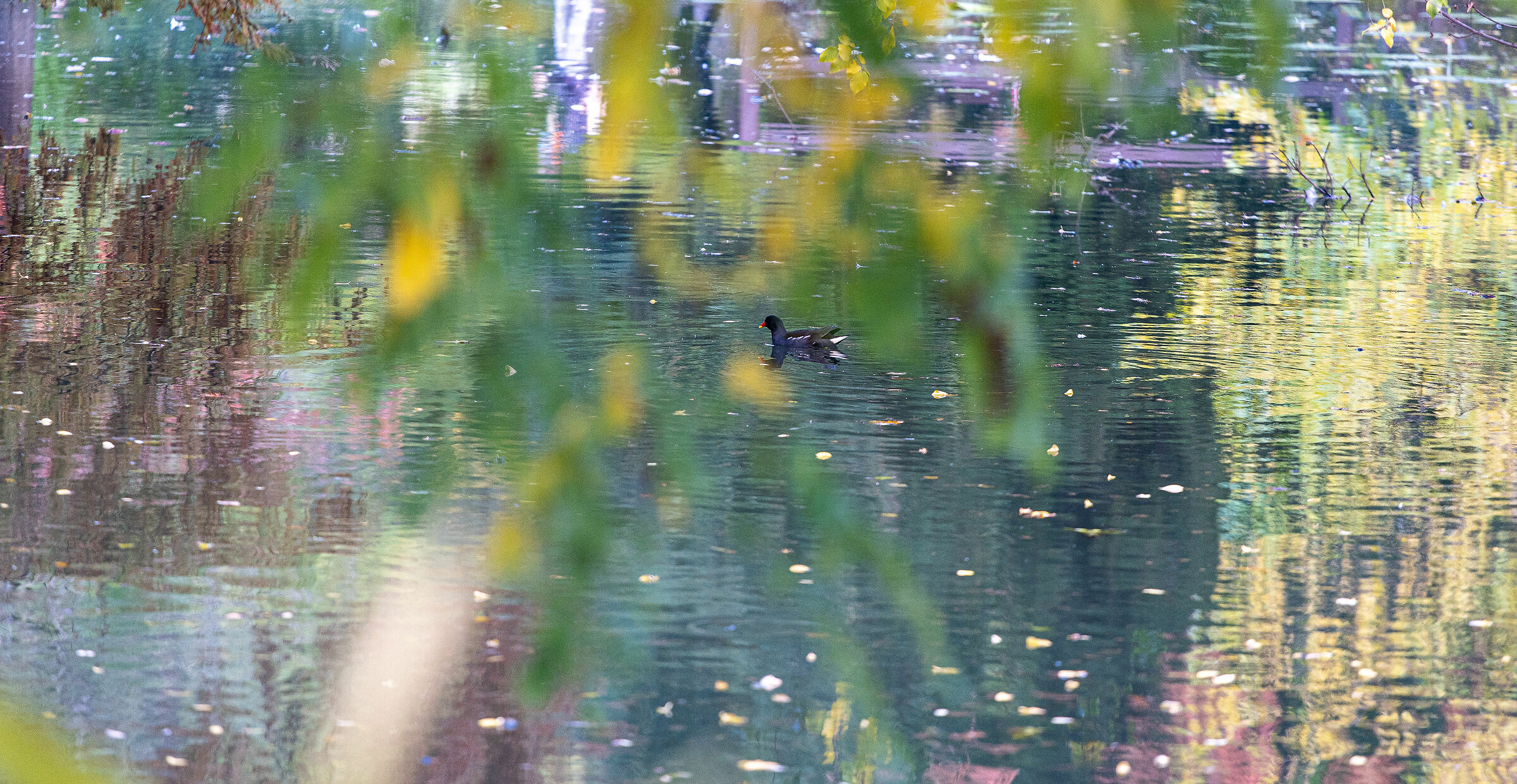 Autunno nel parco - Brescia