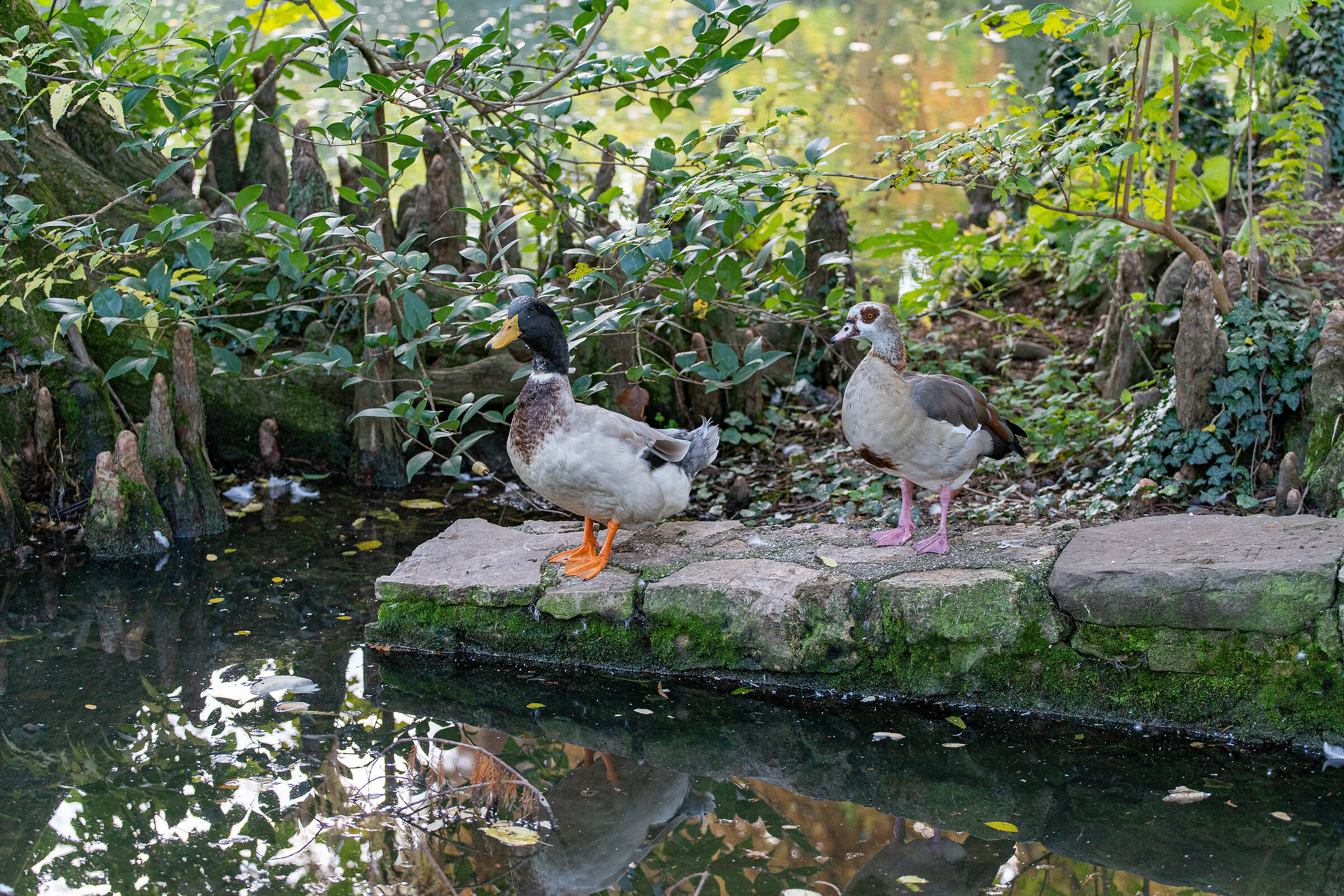Autunno nel parco - Brescia