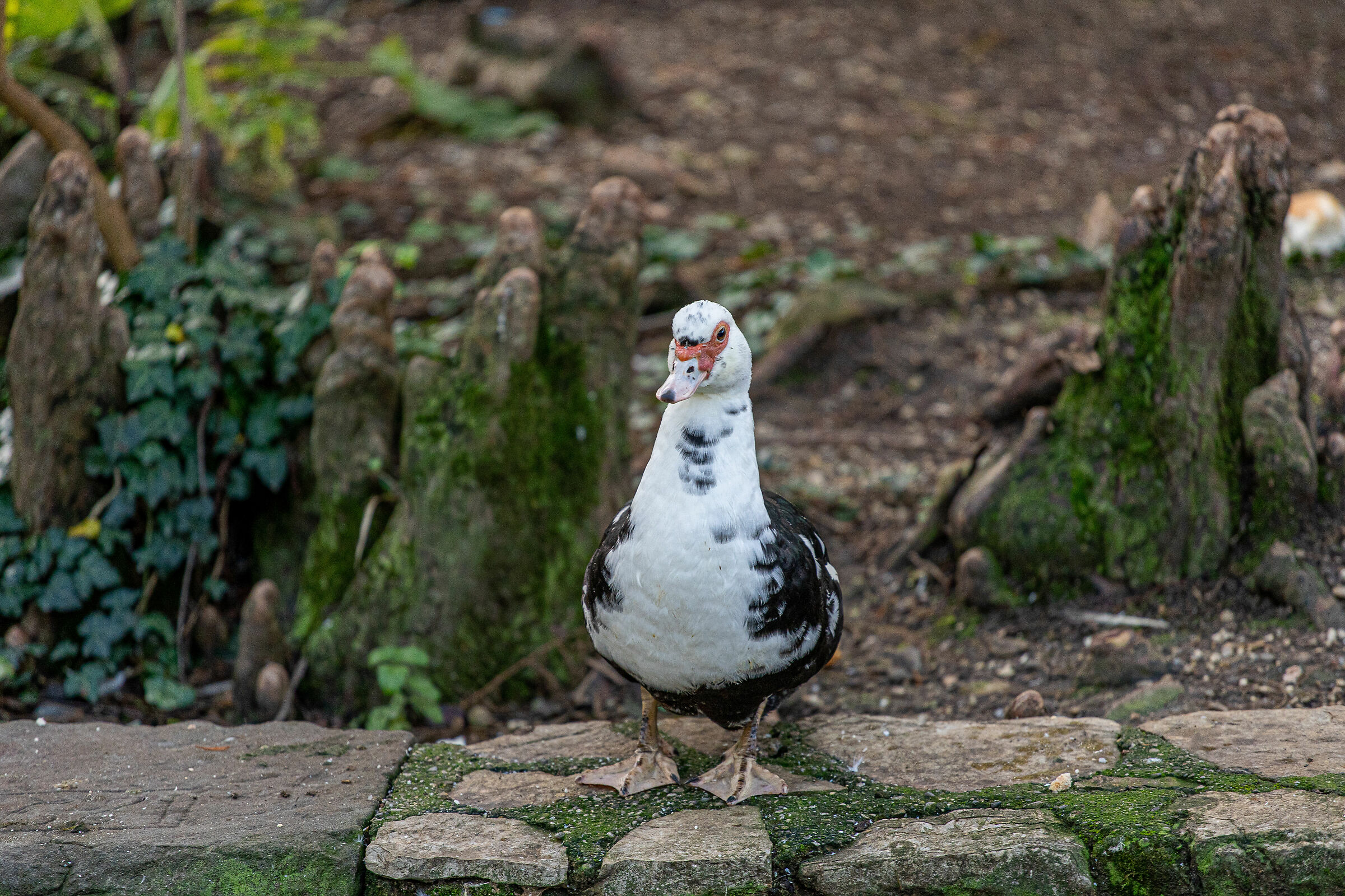 Autunno nel parco - Brescia