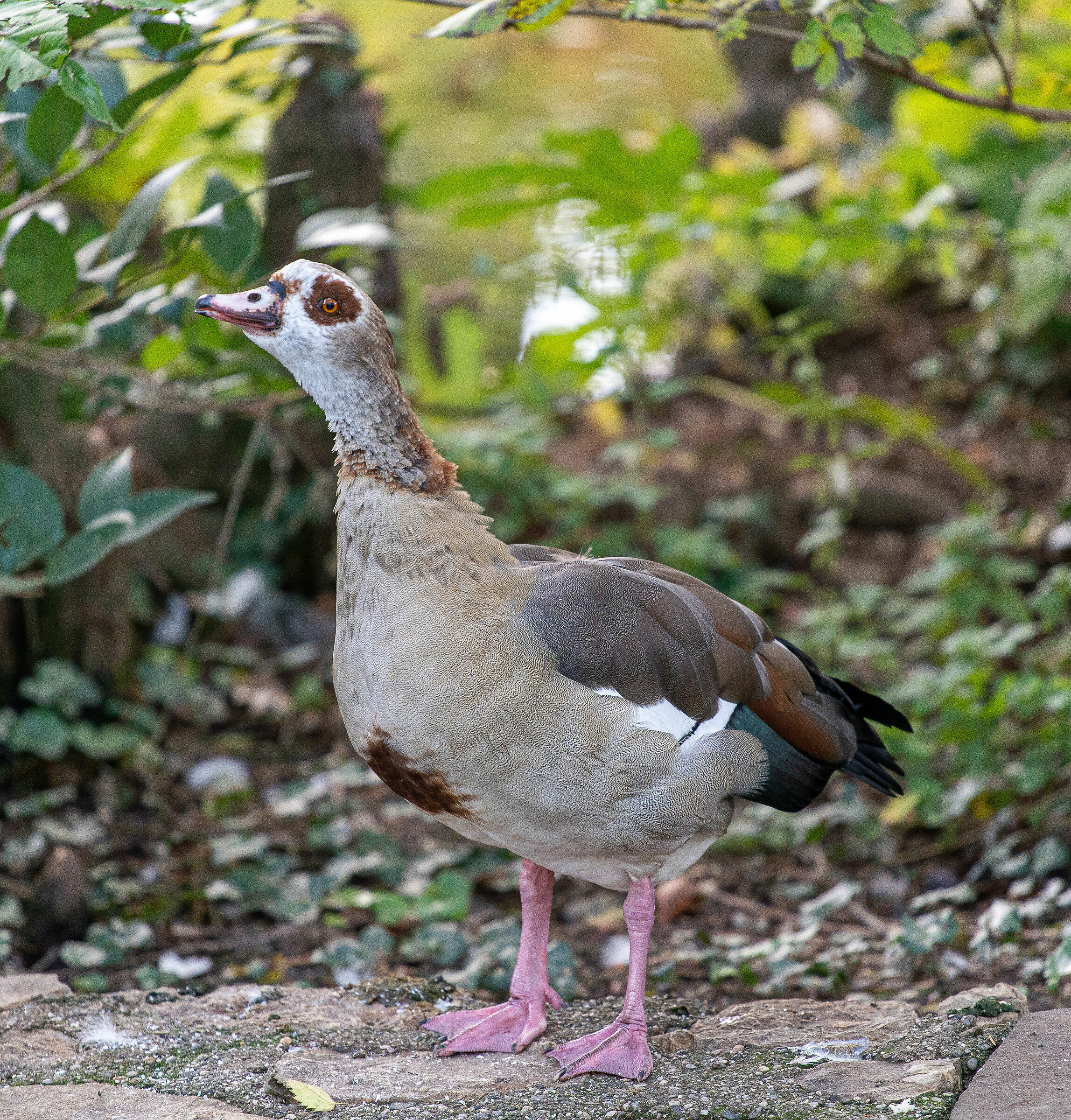 Autunno nel parco - Brescia