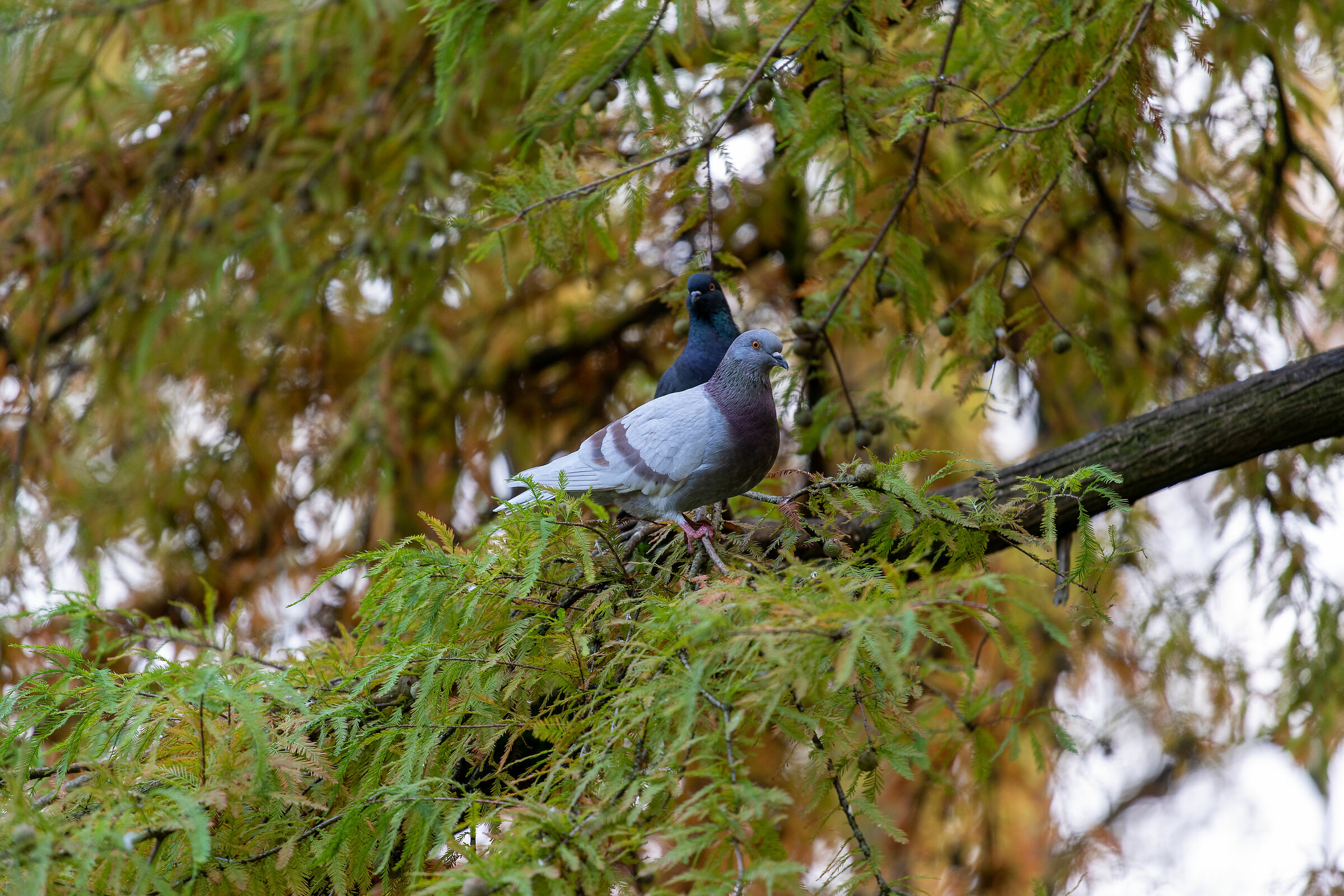 Autunno nel parco - Brescia