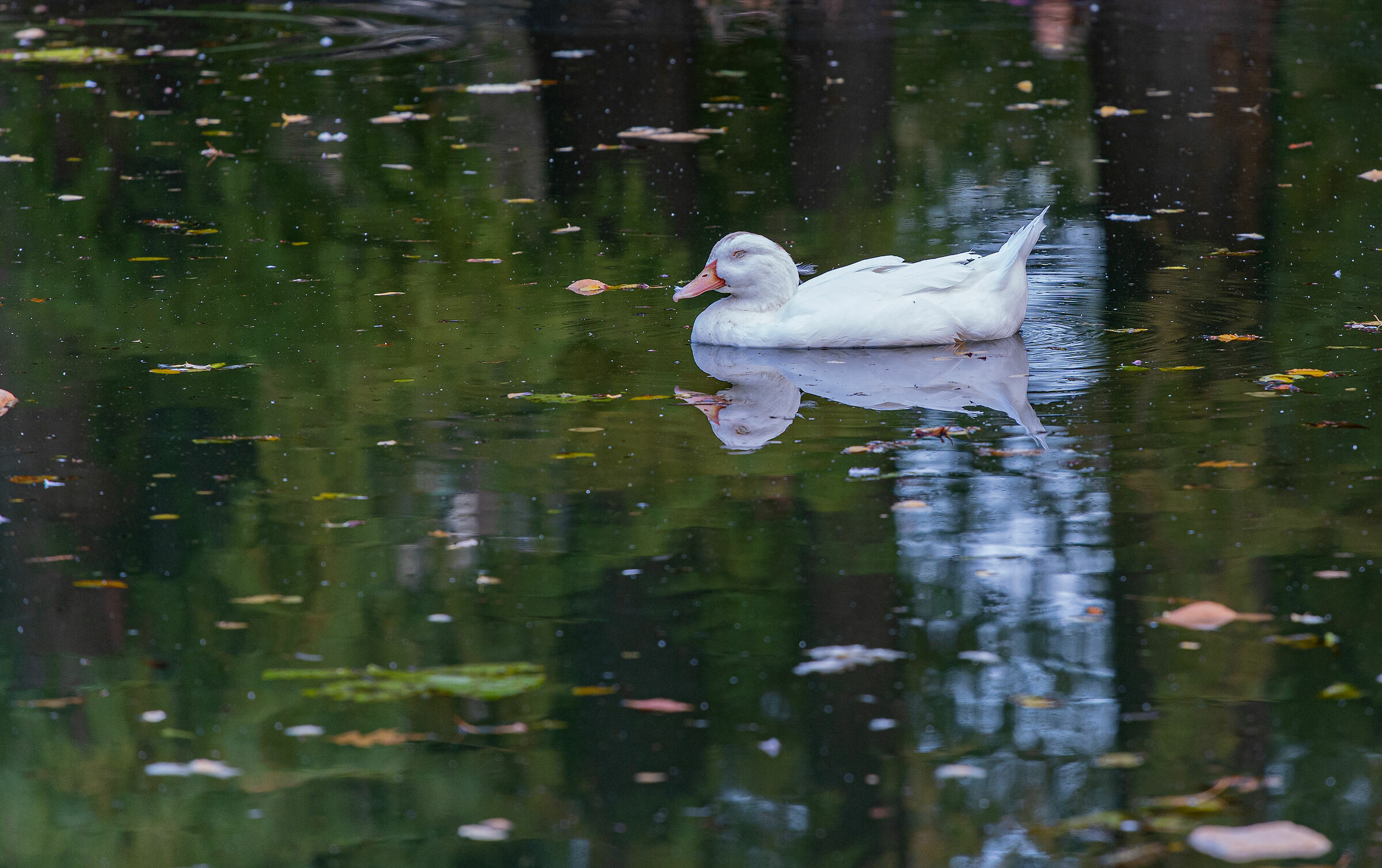Autunno nel parco - Brescia
